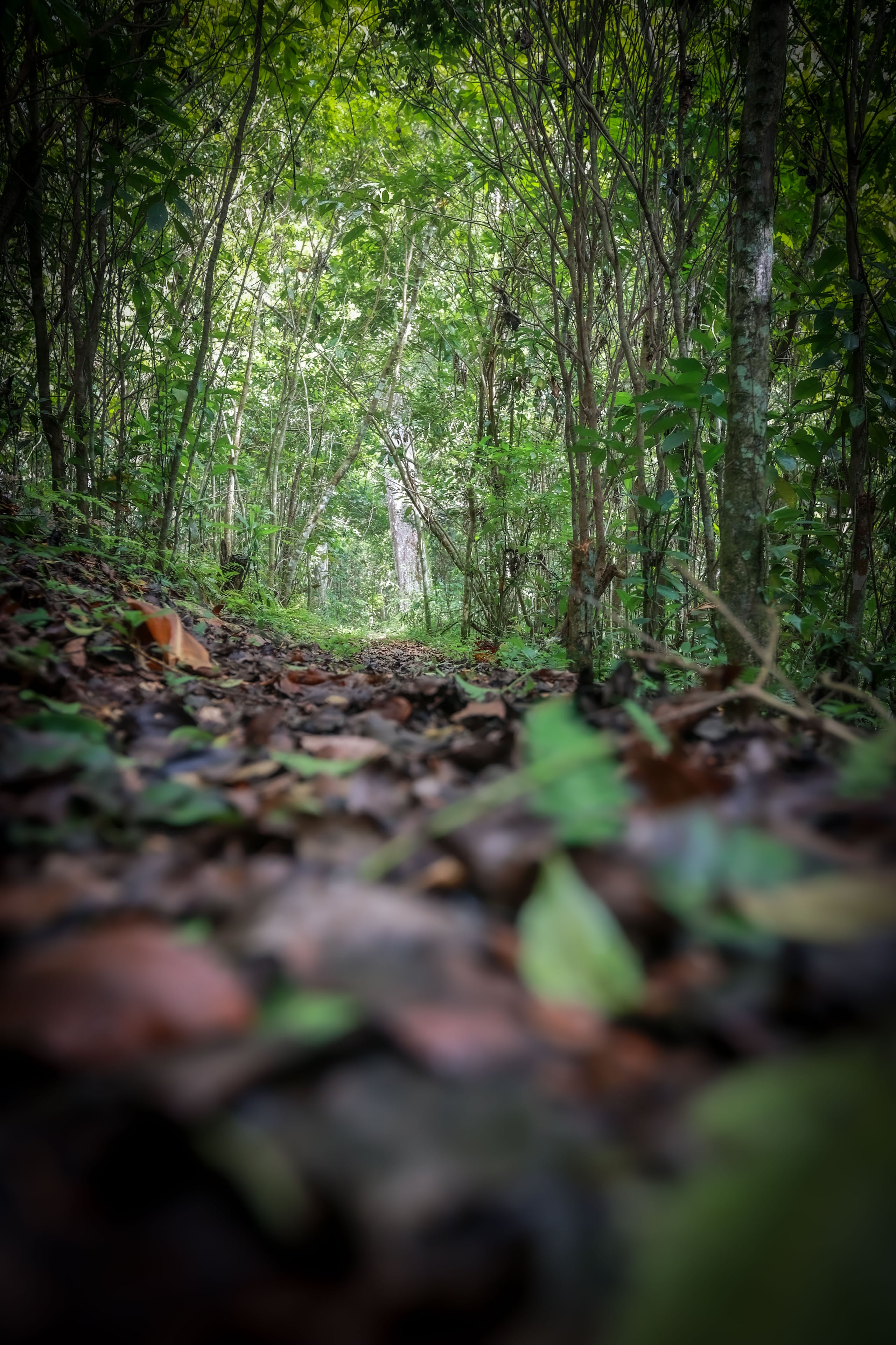 El bosque es administrado en un acuerdo de comanejo entre el DRNA y los vecinos de Palos Blancos.