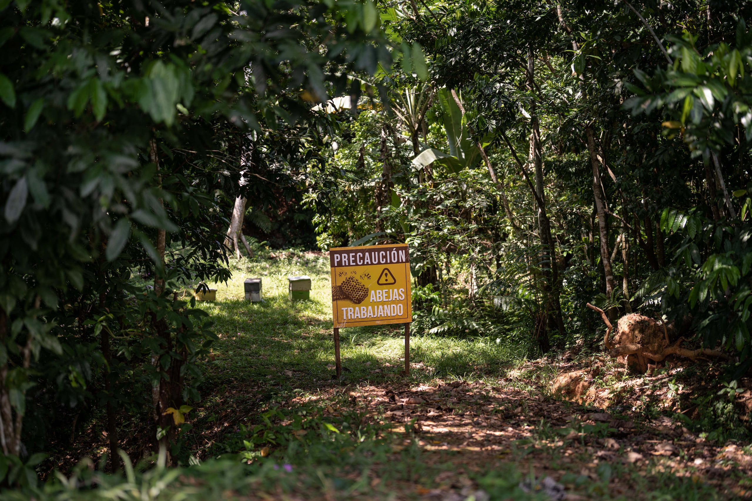 En el proyecto poseen alrededor de 30 colmenas distribuidas en dos predios de la finca.