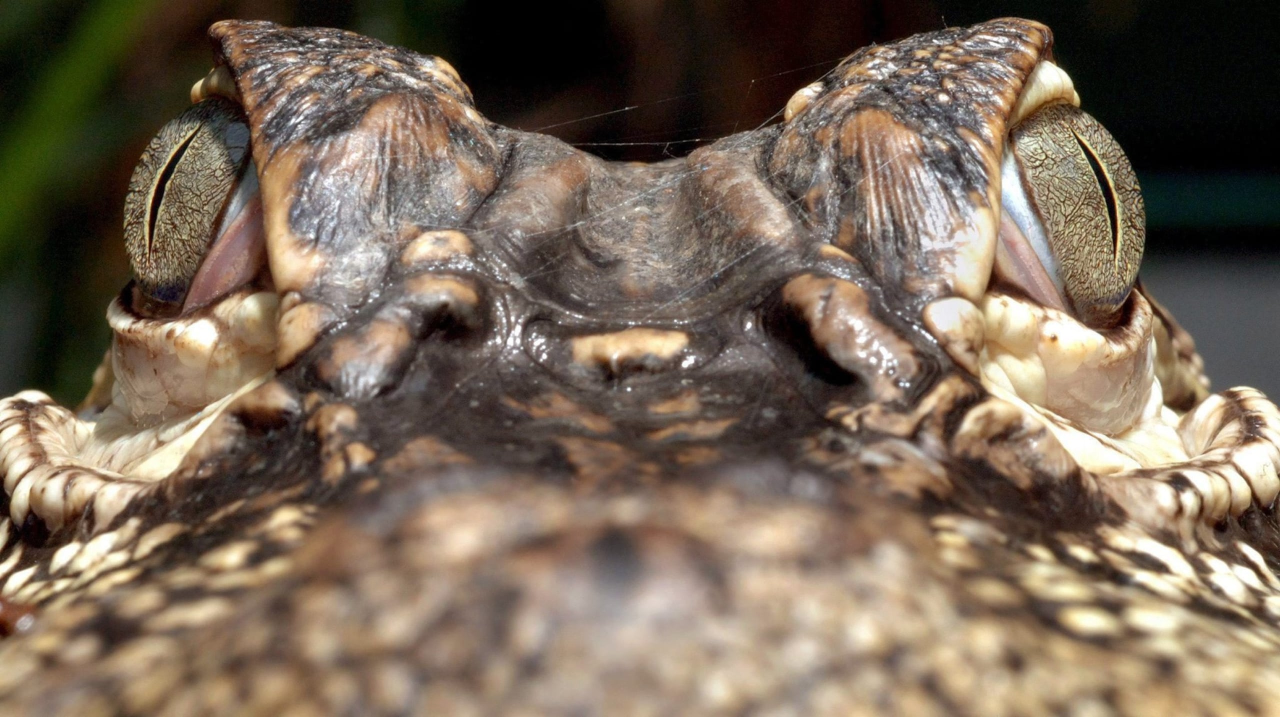 Un grupo de cazadores acudió al lugar tras el incidente y capturó un caimán de más de nueve pies.