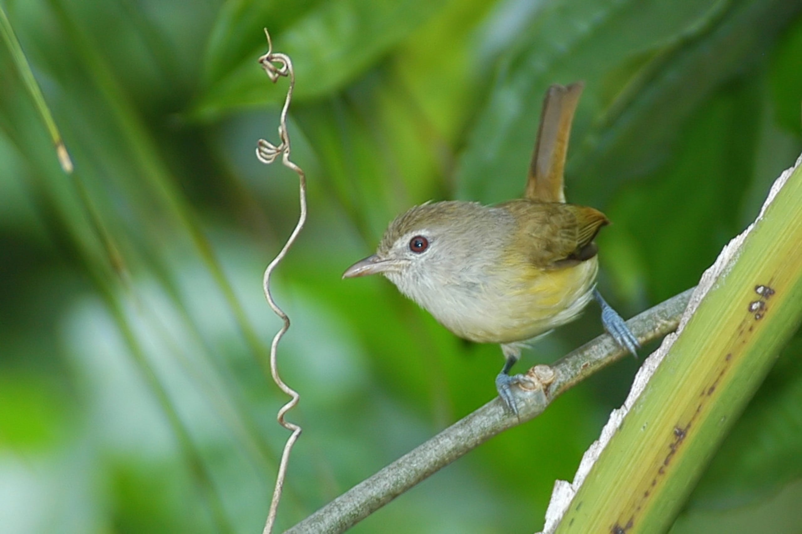 El Bienteveo, endémica a Puerto Rico, pertenece al grupo de aves llamadas vireos. Los vireos son aves pequeñas, muy parecidas a las que le llamamos reinitas, con la distinción de que tienen picos más gruesos y colores menos llamativos,. Rafael Cruz Tirado/ Especial para El Nuevo Día
