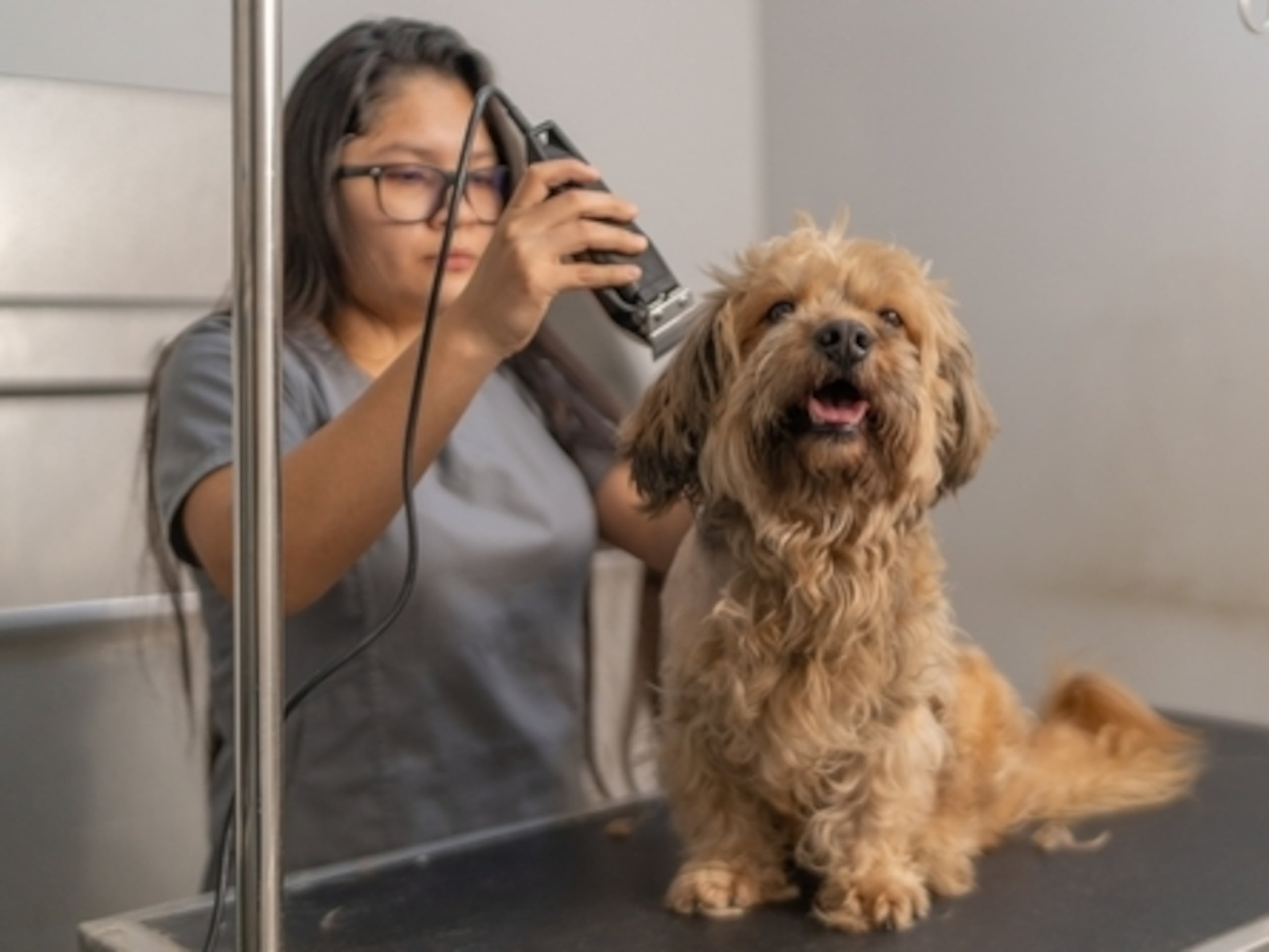 El nuevo certificado profesional en Pet Grooming tiene una duración de un año.