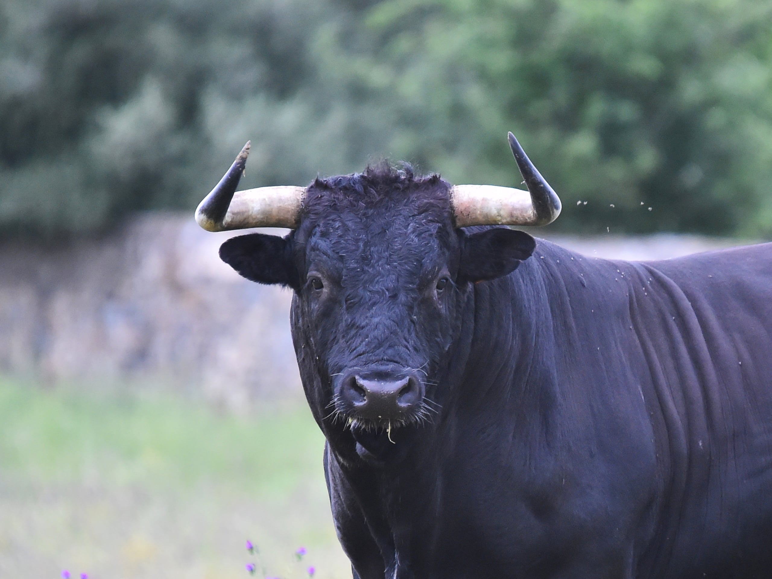El toro murió baleado.