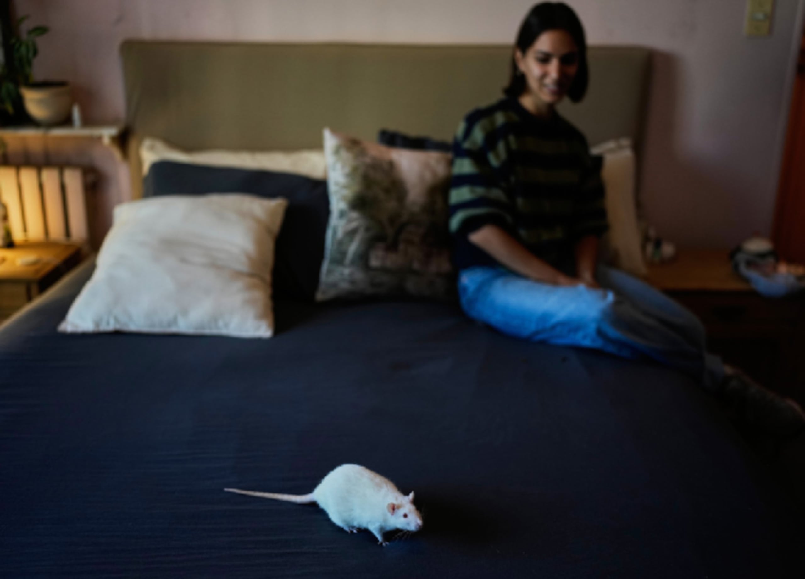 Dominique Verdier observa a Carlota, una antigua rata de laboratorio que adoptó, mientras camina por su cama en Buenos Aires, Argentina, el viernes 15 de mayo de 2026. (Foto AP/Natacha Pisarenko)