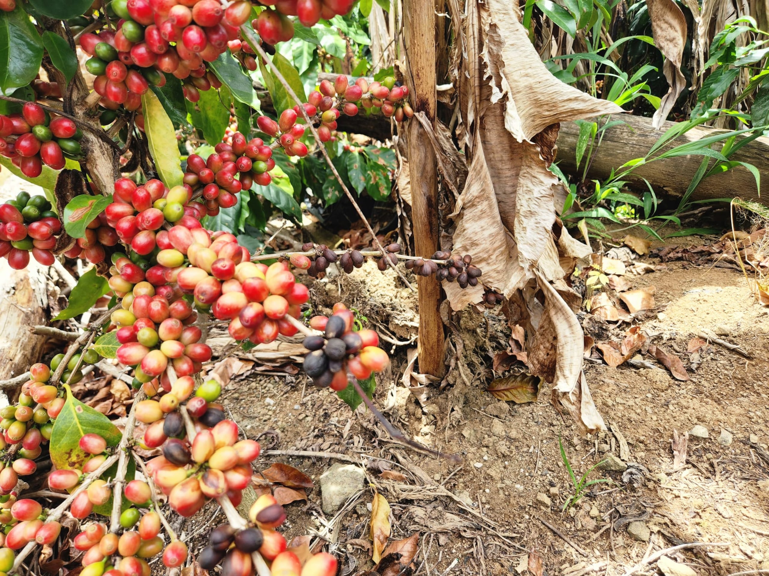 En la finca del caficultor José Luis Roig Franceschini, en Guayanilla, los granos están vanos y con broca a consecuencia de la sequía, perdiendo el 69% de su cosecha.