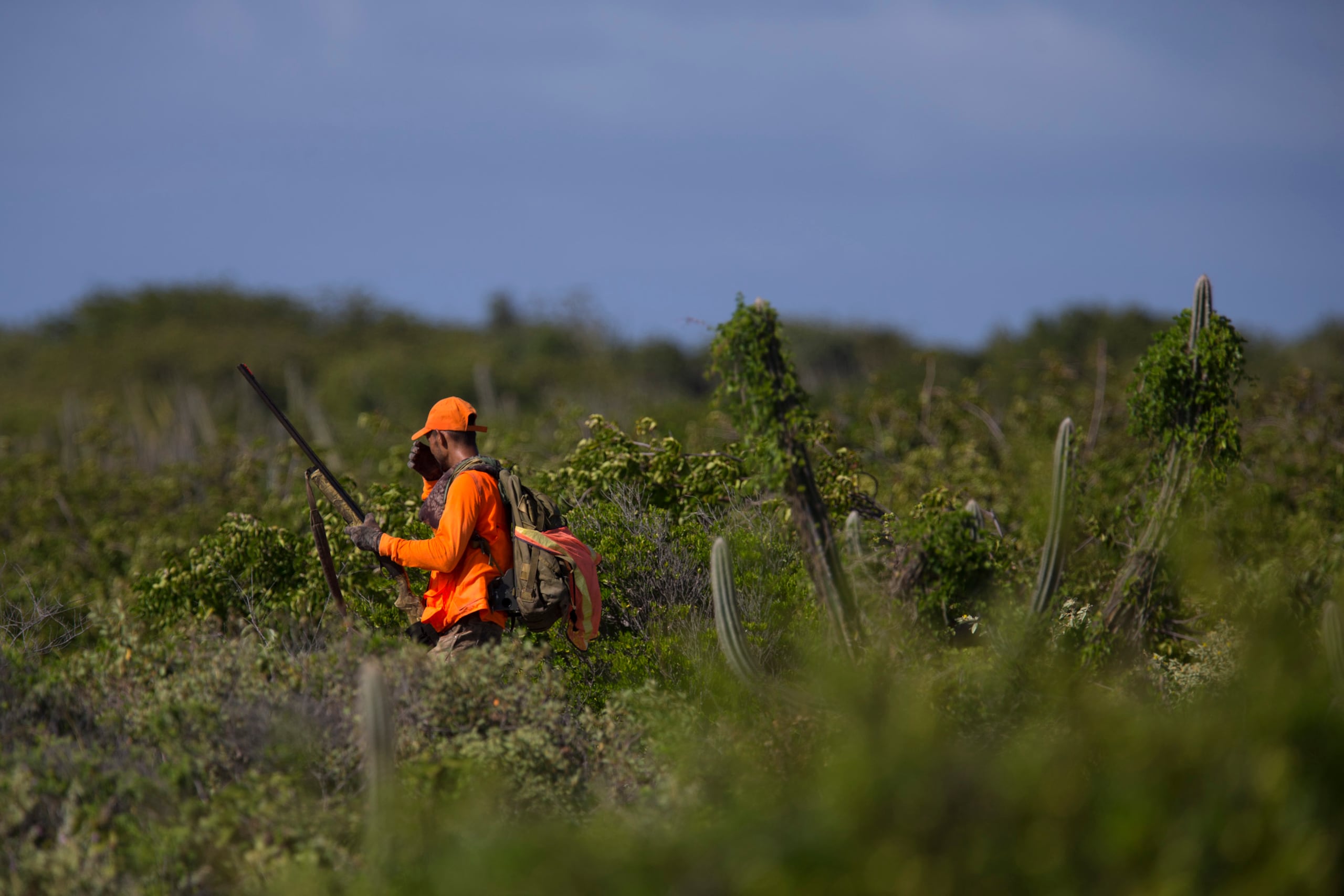 Esta temporada de caza correrá del 1 de diciembre al 25 de diciembre, solo para arco y flecha, de lunes a jueves; y del 12 de enero al 2 de abril de 2026, se añade la práctica con escopeta.
