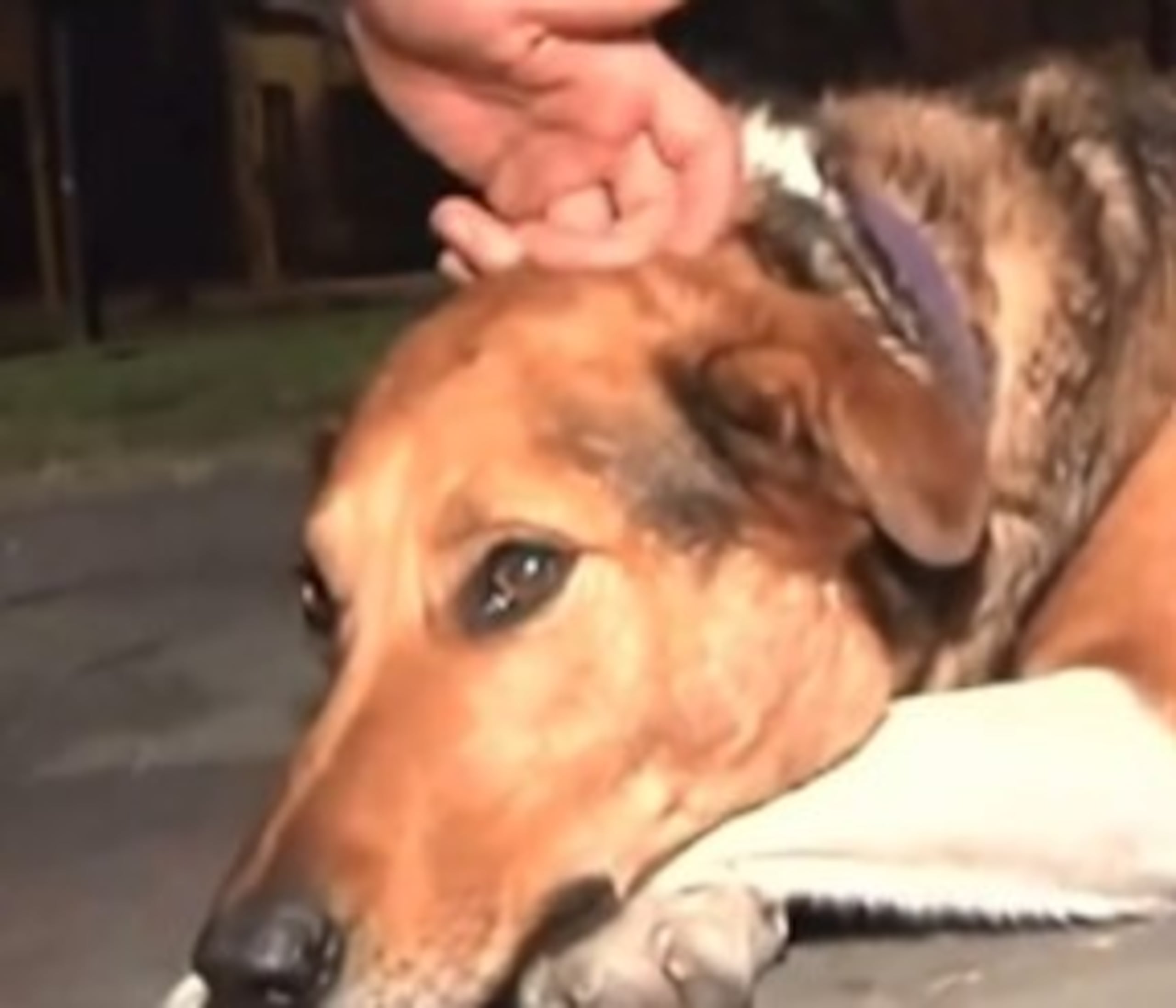 El presentador hacía una petición para que alguien adoptara al perro, el que reaccionó de manera nerviosa.