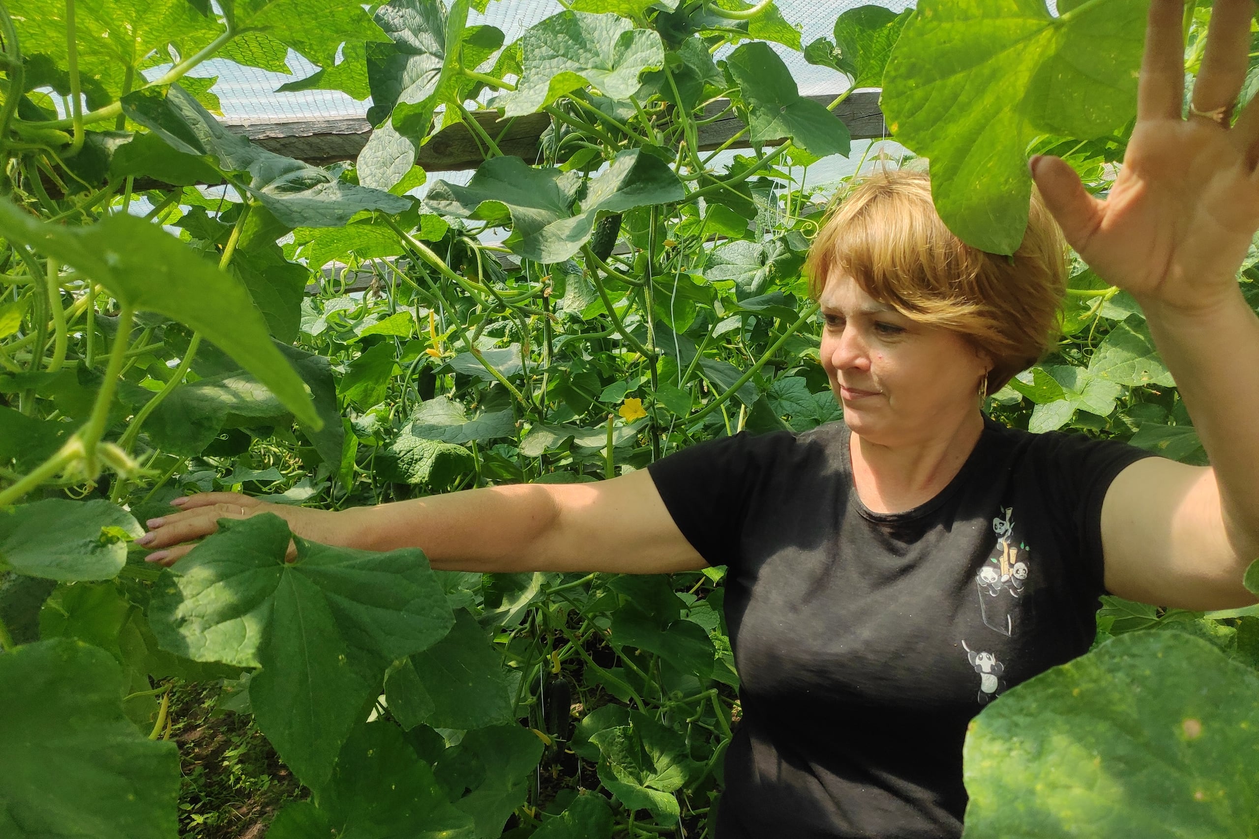 Yulia Korchma en el jardín de su casa a la que regresó poco después de la huida de los rusos, para restaurar su huerto con gran riesgo personal. La agricultura se convierte en un salvavidas para los habitantes de los territorios devastados por la ocupación rusa, donde la pérdida de empleos y la presencia de minas antipersonales que persisten tres años después de su liberación por Ucrania se ven contrarrestadas por una iniciativa que proporciona a la gente invernaderos y apoyo logístico para cultivar y vender sus productos y afrontar el futuro incierto. (EFE/Rostyslav Averchu)