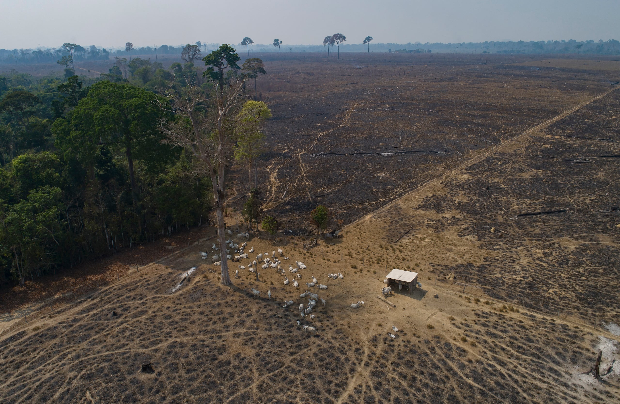 Ganado pasta en tierras recientemente quemadas y deforestadas por ganaderos cerca de Novo Progresso, en el estado de Pará, Brasil, el 23 de agosto de 2020. (AP Foto/Andre Penner/Archivo)