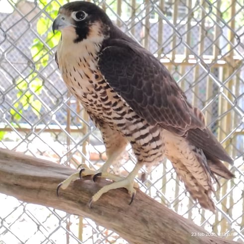 FOTOS: Estas son las aves que se recuperan en el Centro de Rehabilitación en Arecibo