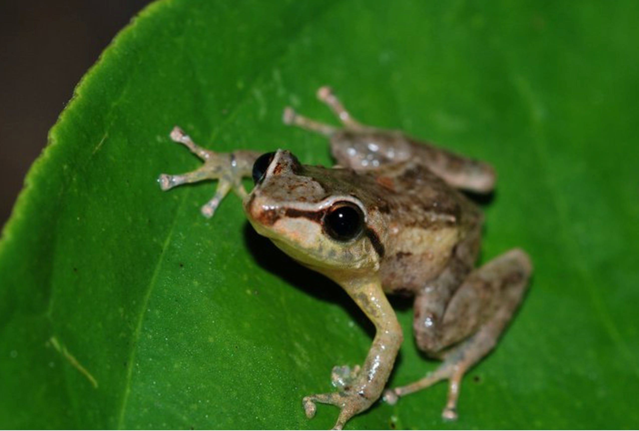 Expertos de la UPR de Ponce y de Mayagüez trabajan en esta colaboración científica.