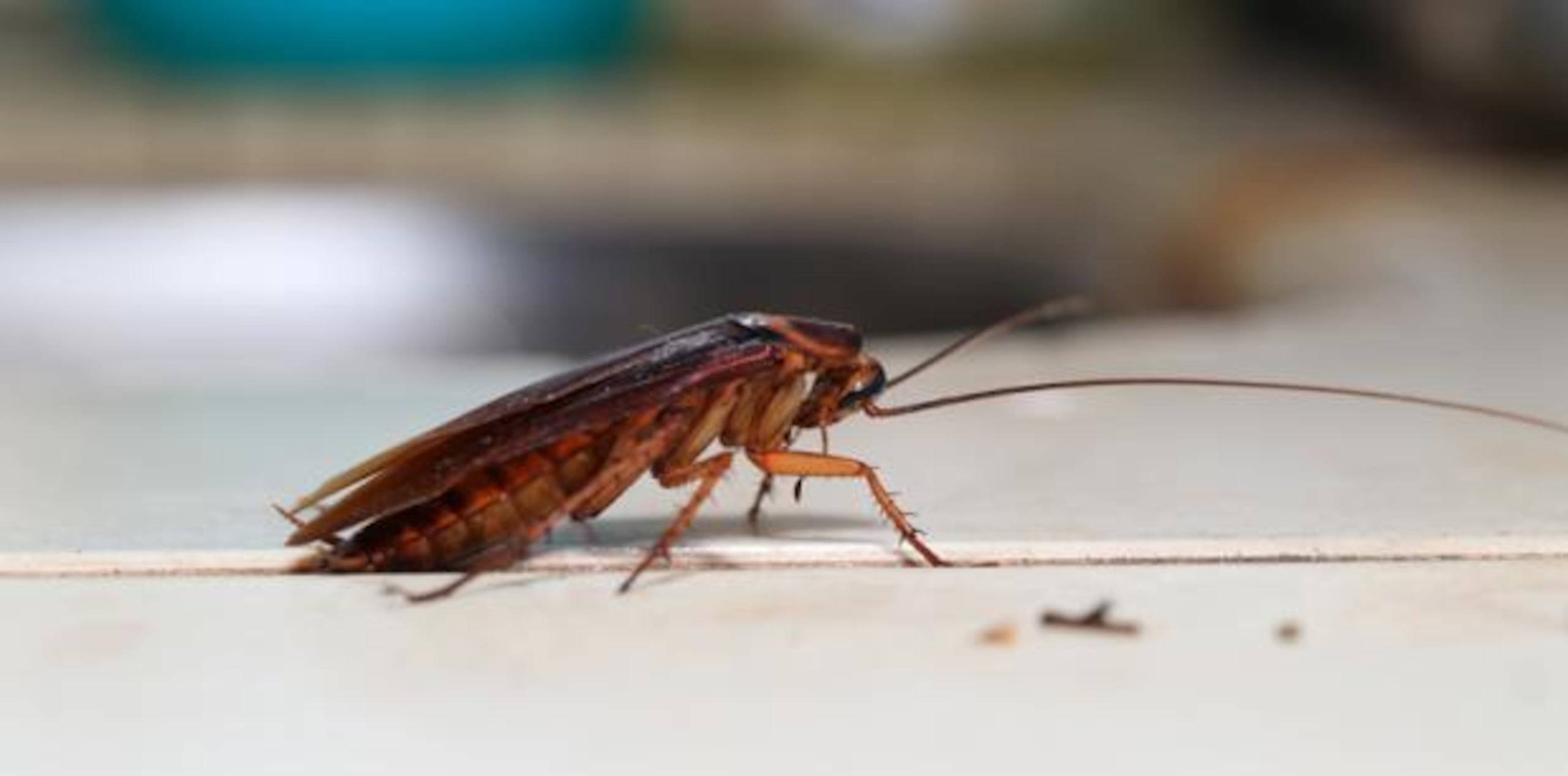 La cucaracha común no produce el nutriente. (Shutterstock)