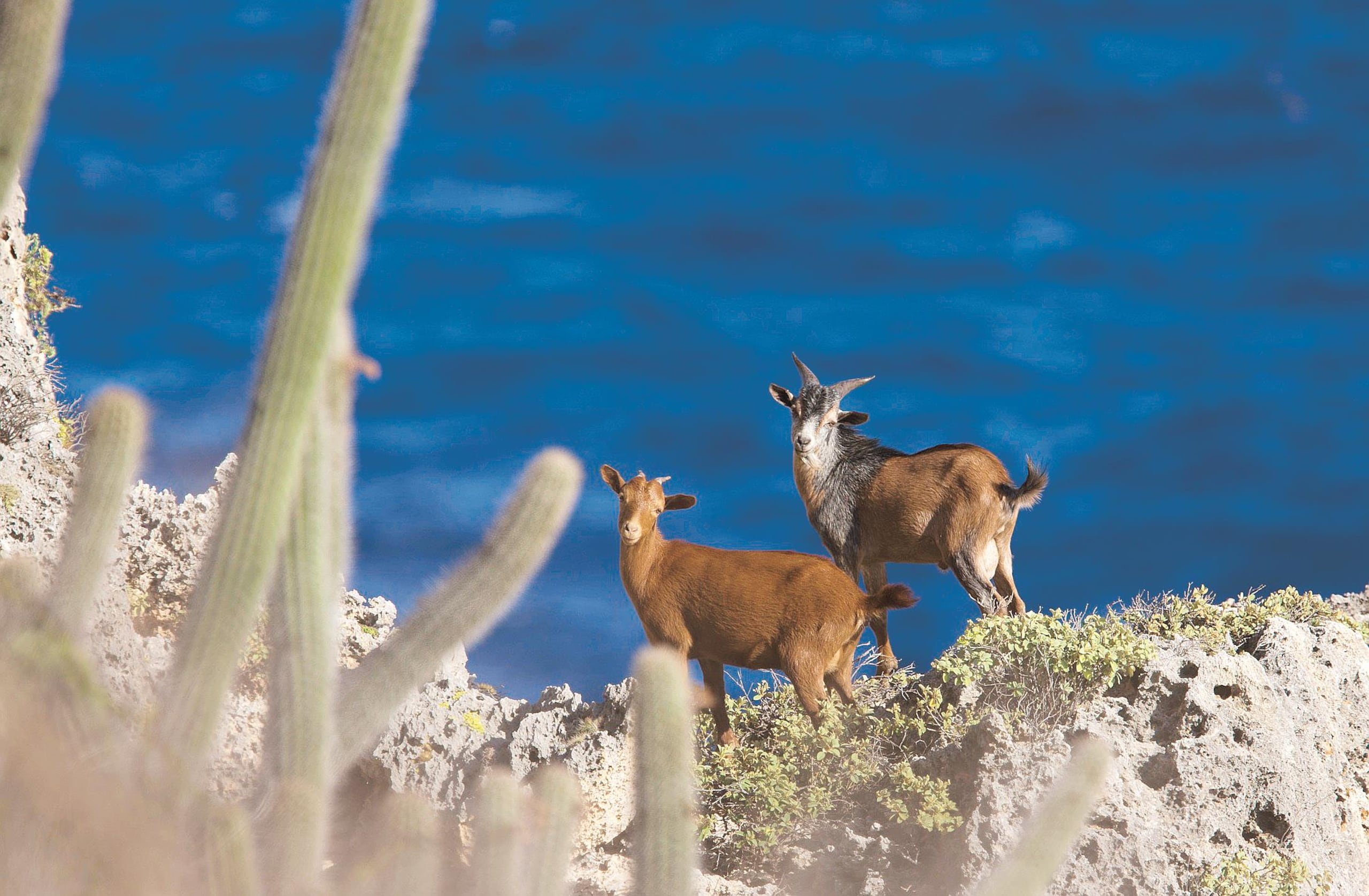 La Isla de Mona no solo es frecuentada por investigadores, sino también por cazadores que aprovechan las temporadas de caza de cerdos y cabras. (Archivo/GFR Media)