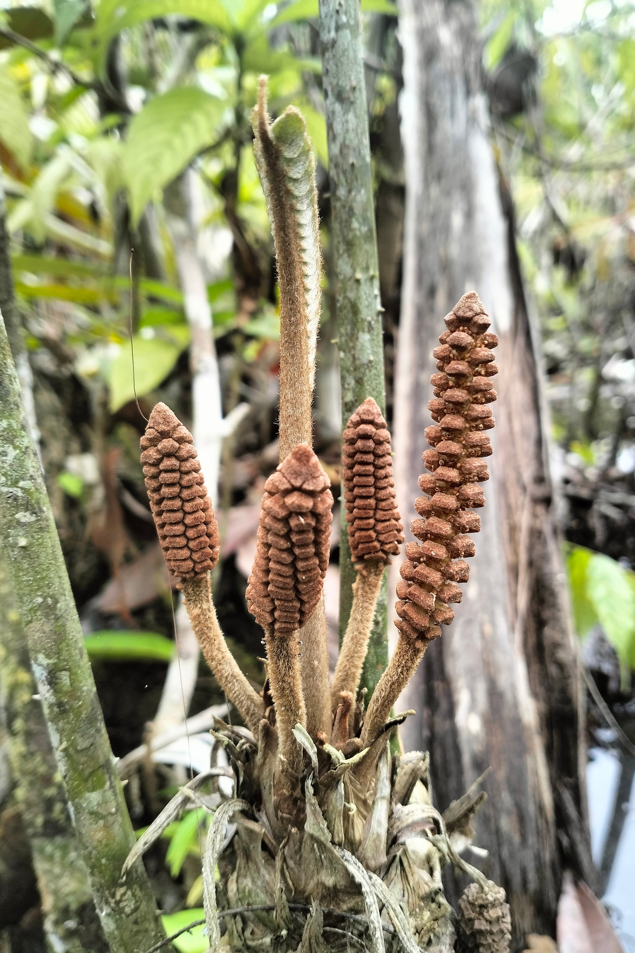 Esta nueva especie fue bautizada por sus descubridores como ‘Zamia urarinorum’, en honor al pueblo indígena amazónico urarina