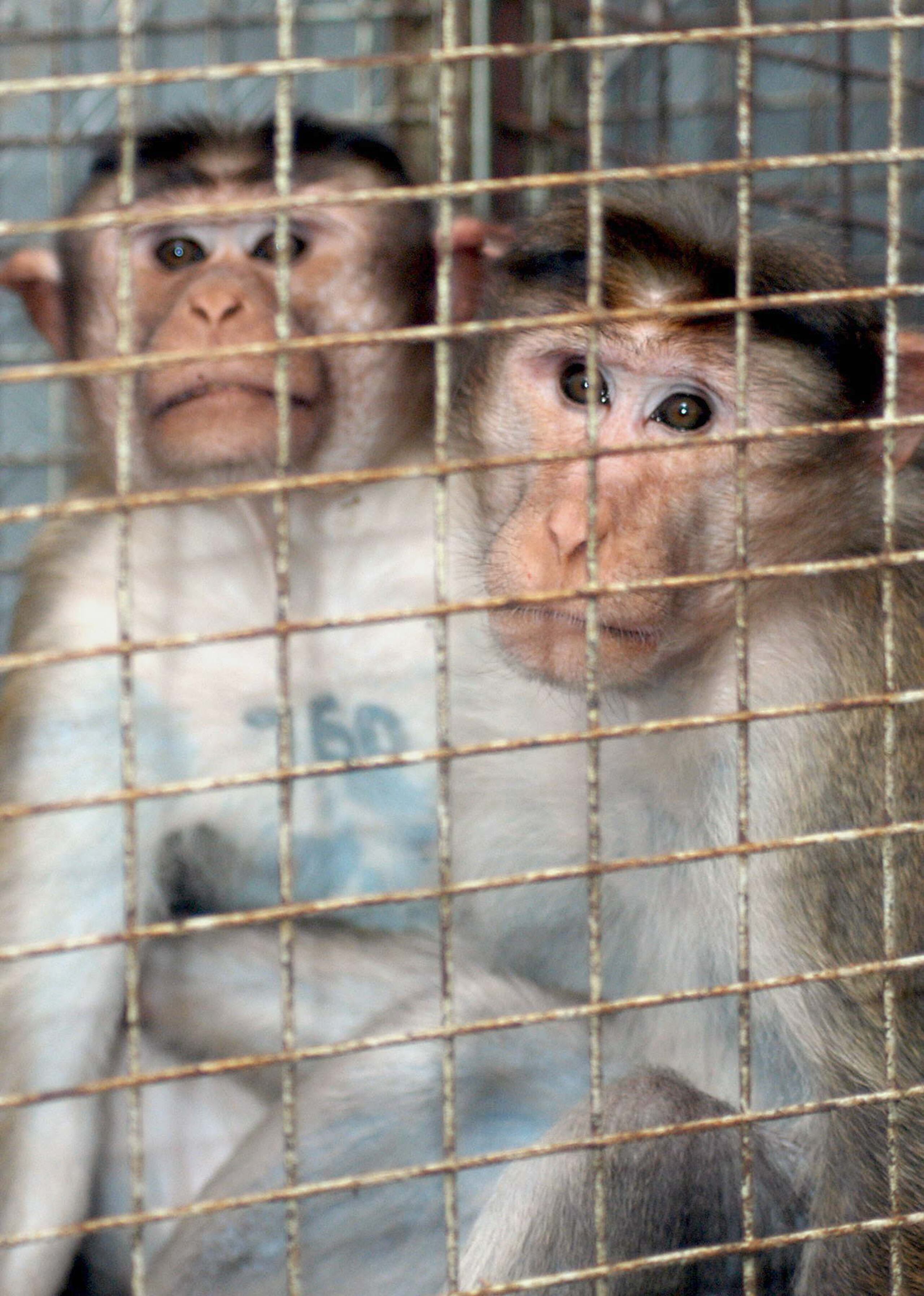 No era la primera vez que los animales se escapaban de Alpha Genesis, que trabaja con uno 7,000 monos para la investigación científica.