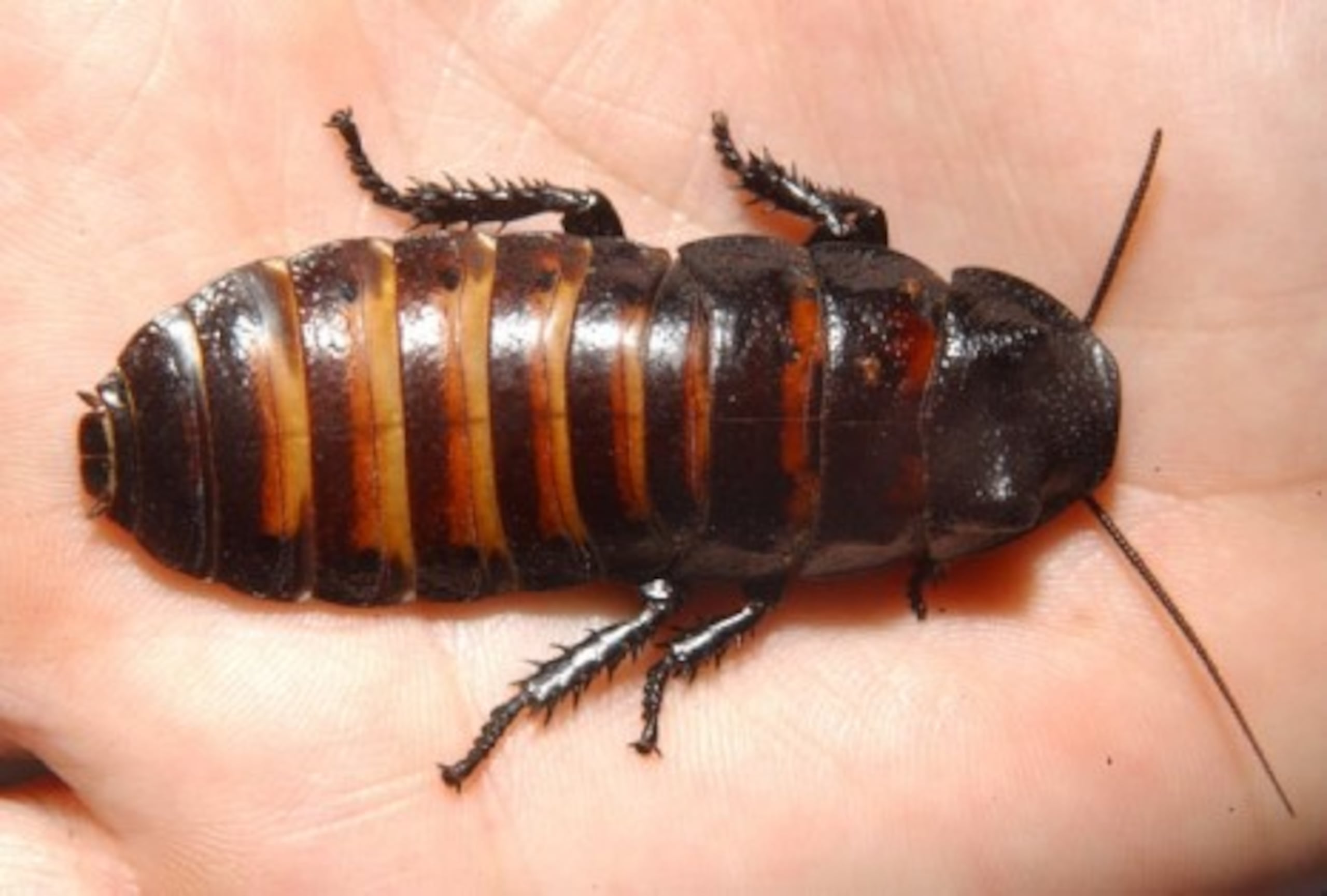 La gran cucaracha de Madagascar (Gromphadorhina portentosa) es la especie más grande de este insecto y puede medir hasta 10 centímetros de largo. (Archivo)