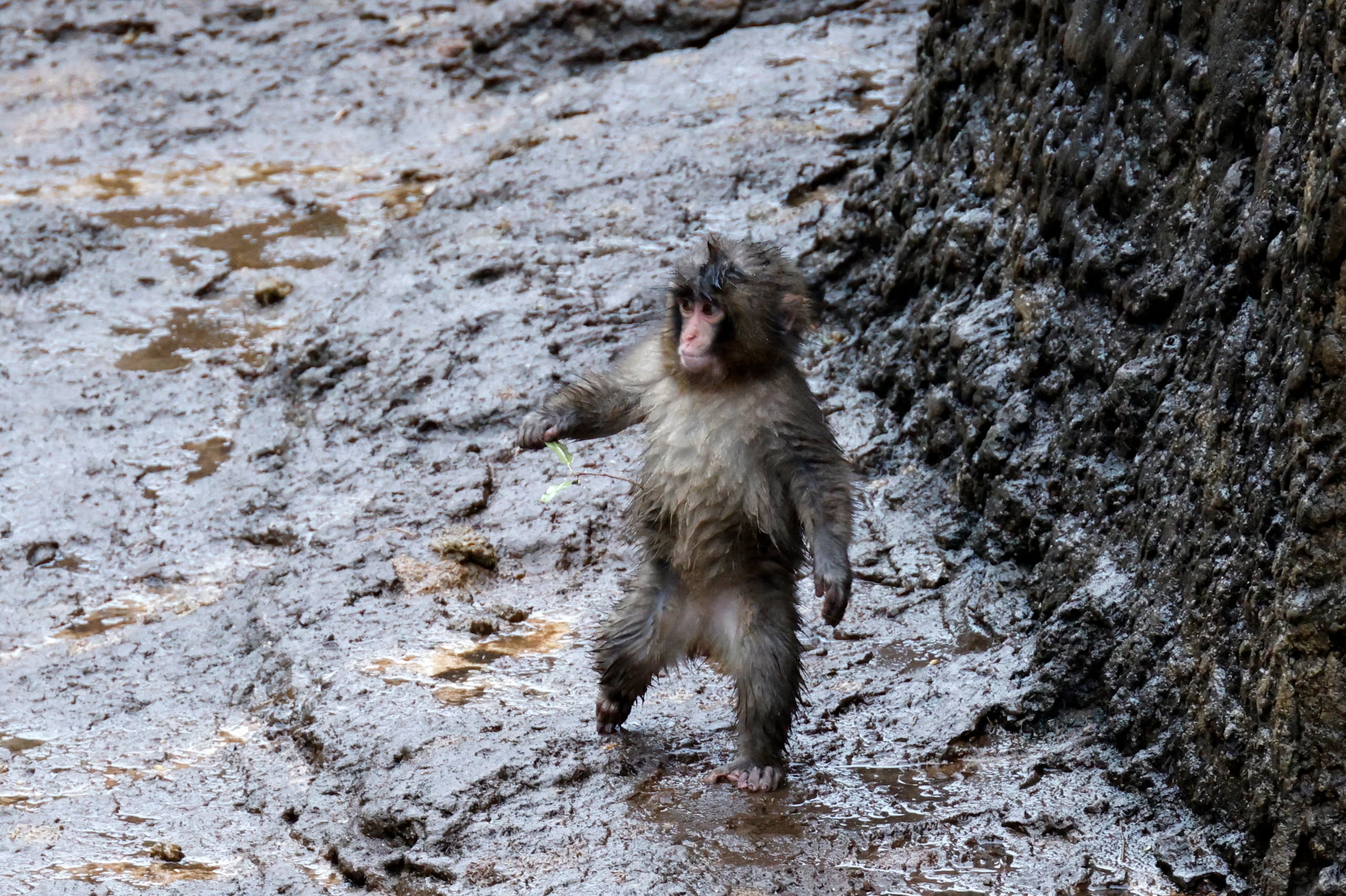 ‘Punch’ fue criado por el personal del zoológico tras ser rechazado por su madre al nacer en julio de 2025.