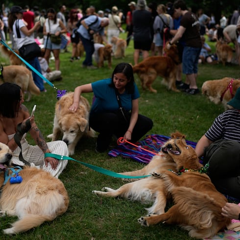 FOTOS: Las 10 razas de perros más populares en Estados Unidos