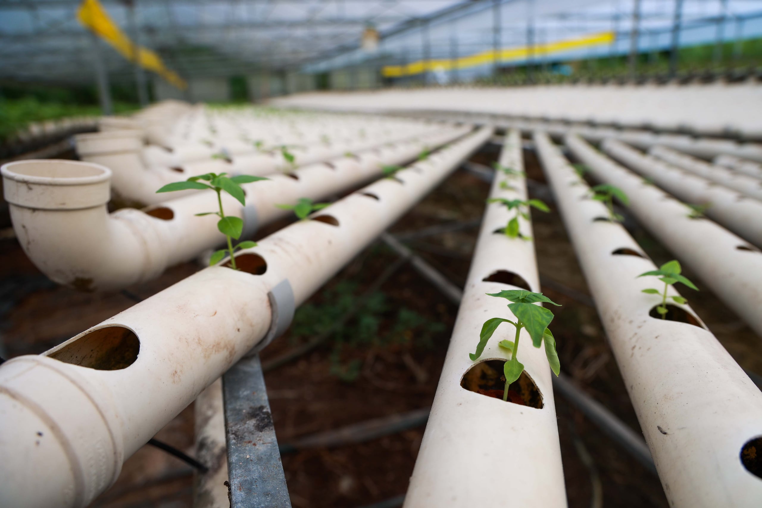En la Finca Hydromas cultivan variedad de productos, entre estos, lechuga, kale, albahaca, hierbas y otras especias.