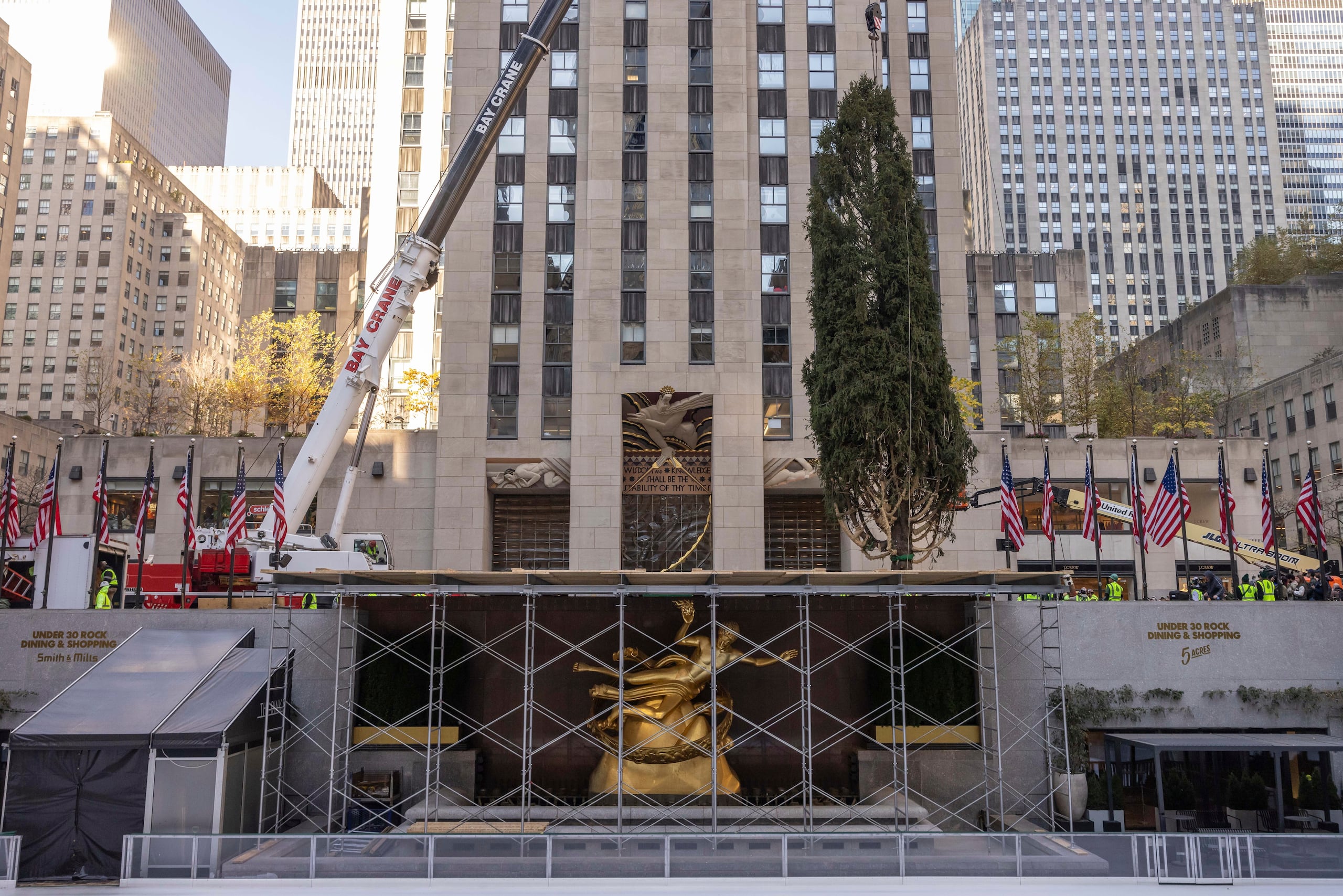 El árbol de Navidad del Rockefeller Center es colocado en su lugar en la Plaza Rockefeller, el sábado 9 de noviembre de 2024, en Nueva York. (Foto AP/Yuki Iwamura)