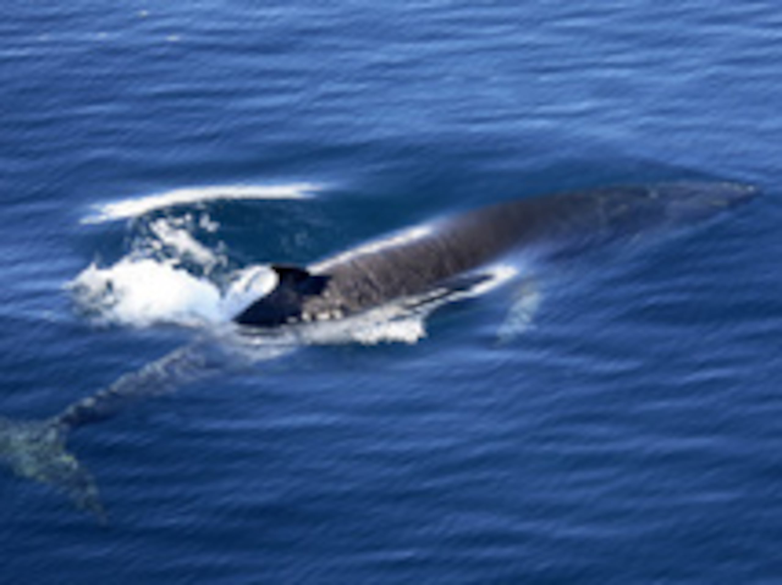 Ballena minke.