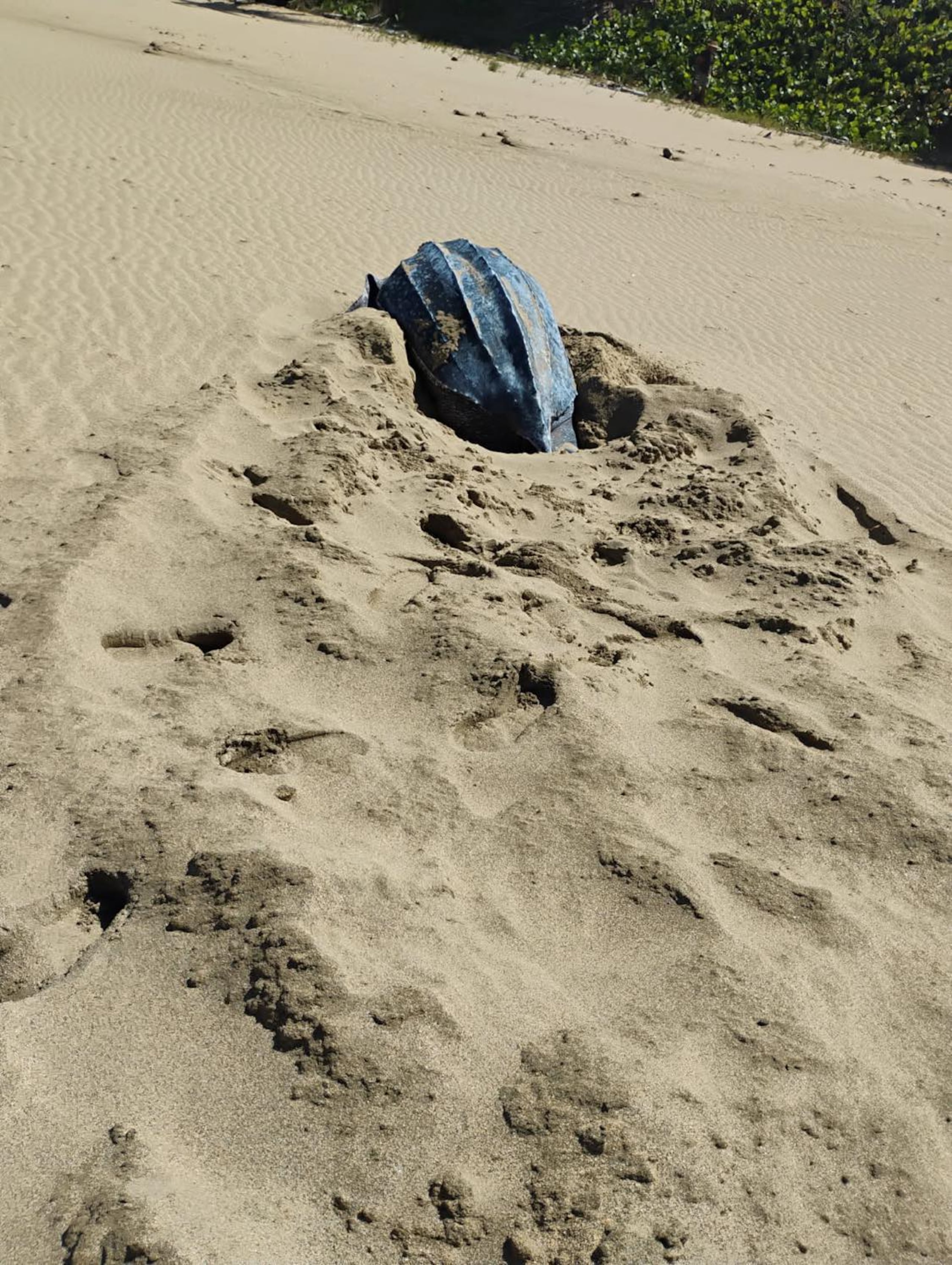 El tinglar fue avistado en las costas de Arecibo a eso de las dos de la tarde del jueves.