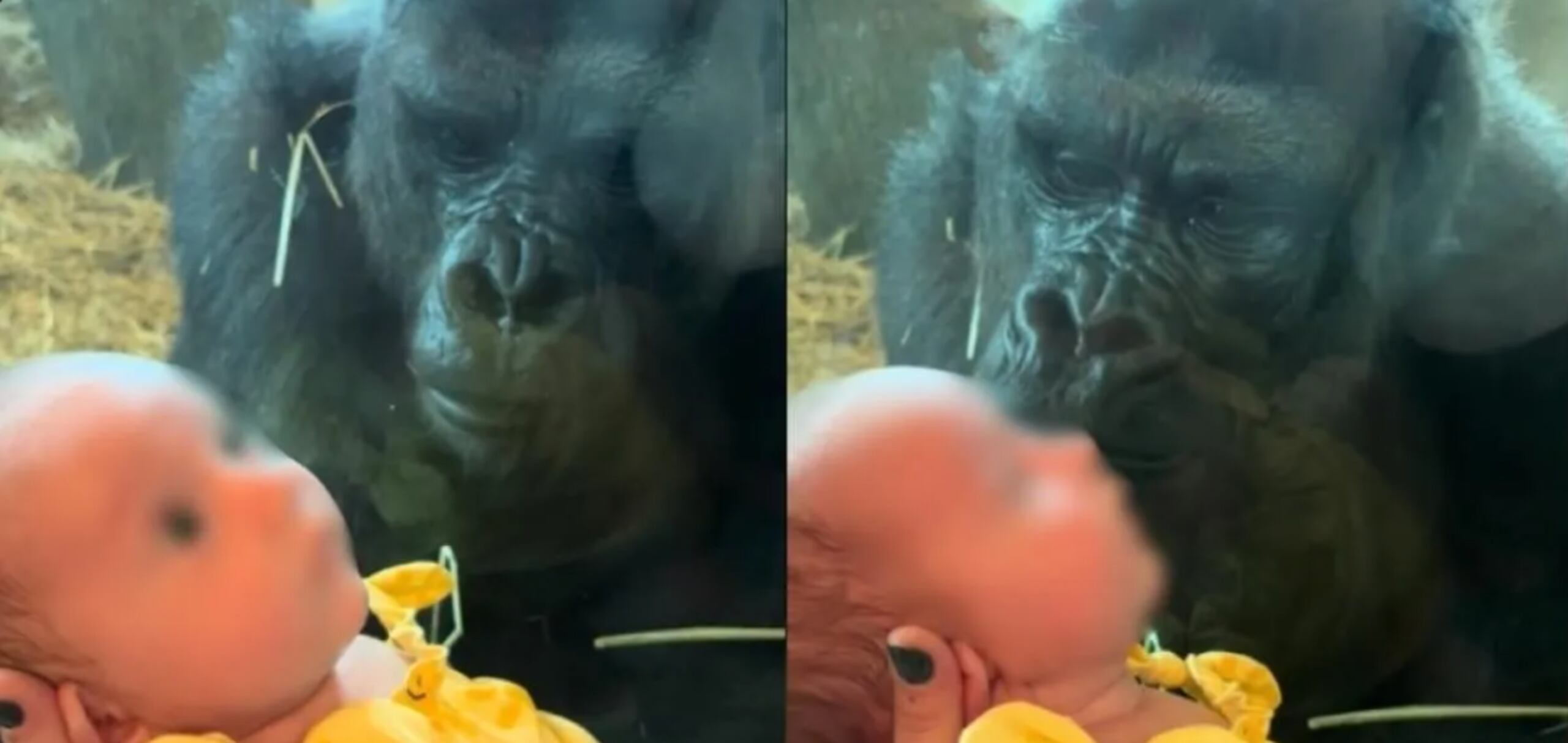 El tierno momento ocurrió en un zoológico de Ohio.