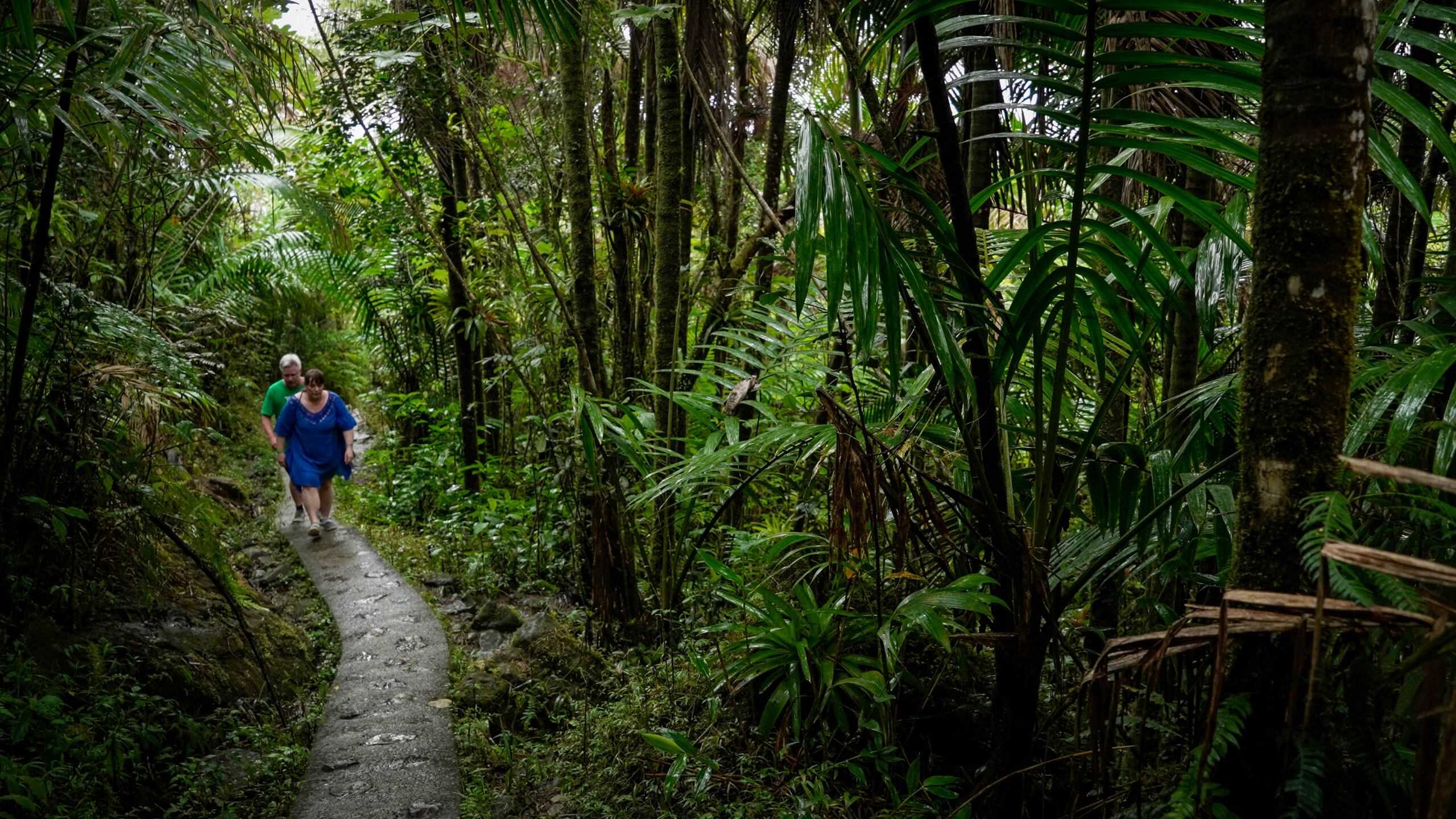 Se exhorta a toda persona residente en Puerto Rico, con interés en El Yunque, en la planificación y ejecución de proyectos, a presentar su candidatura.