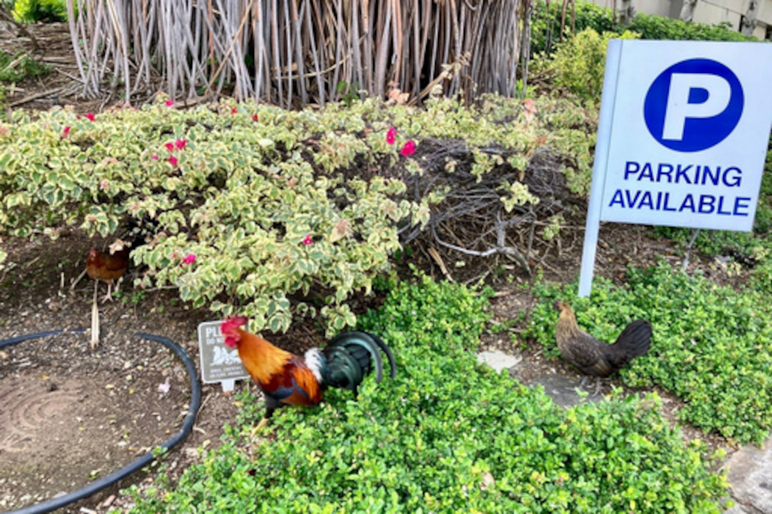 Gallinas asilvestradas deambulan cerca del centro de Honolulu el 19 de abril de 2023. (AP Photo/Jennifer Sinco Kelleher)
