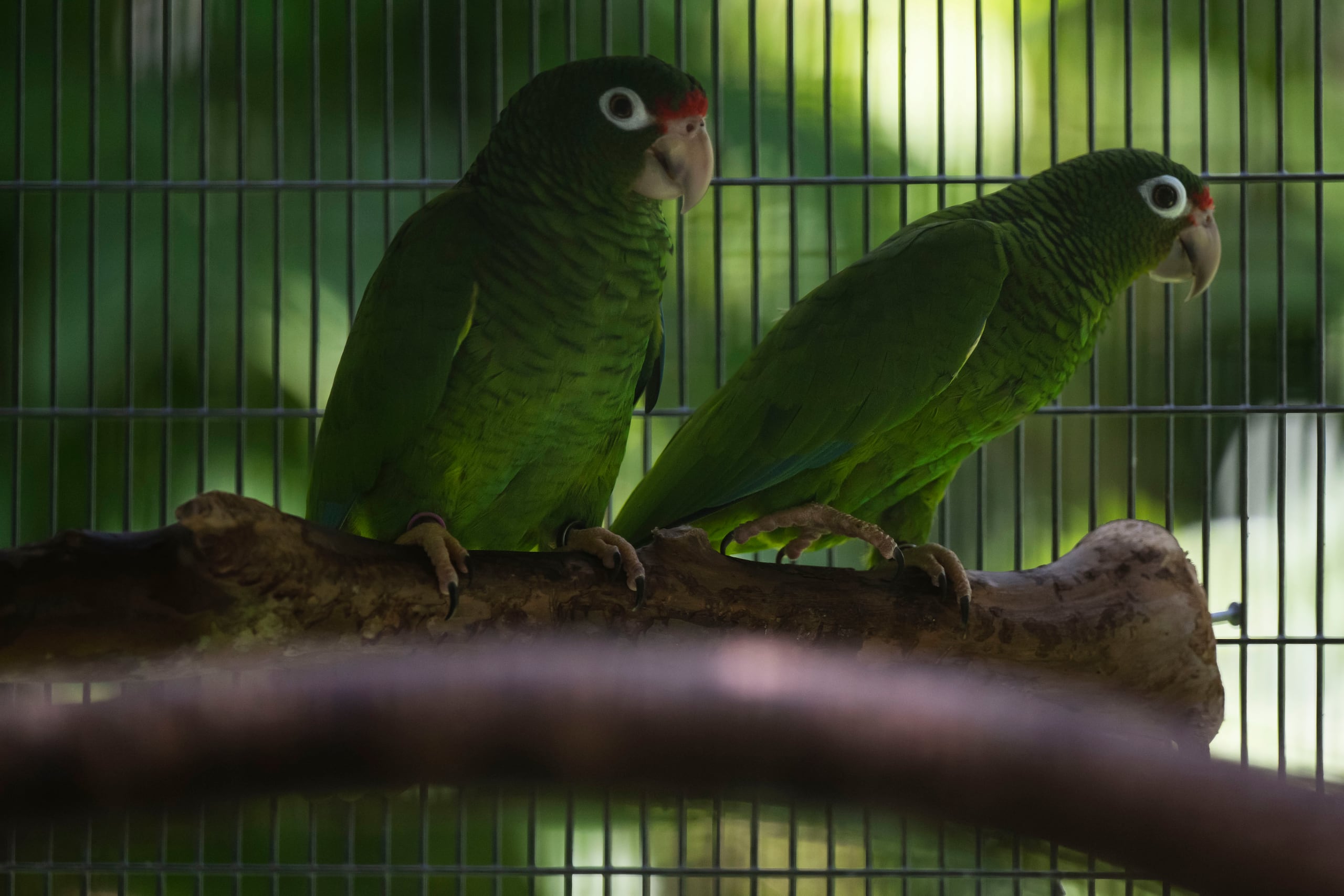 Este proyecto es un paso fundamental en los esfuerzos continuos por proteger y restaurar las poblaciones de la cotorra puertorriqueña.