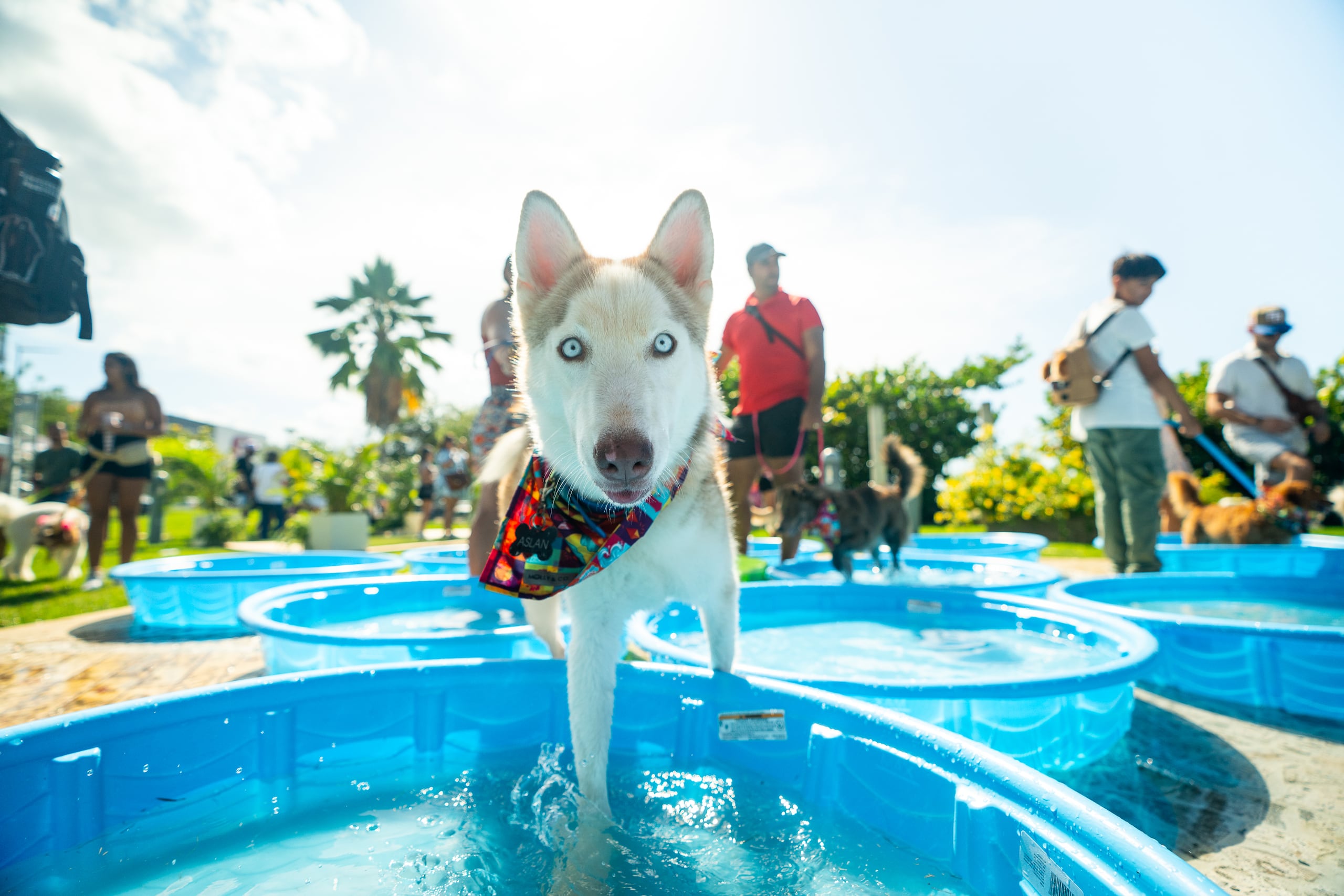 El domingo las mascotas cogen calle con sus familias para el Bark & Play en Patria Yard.