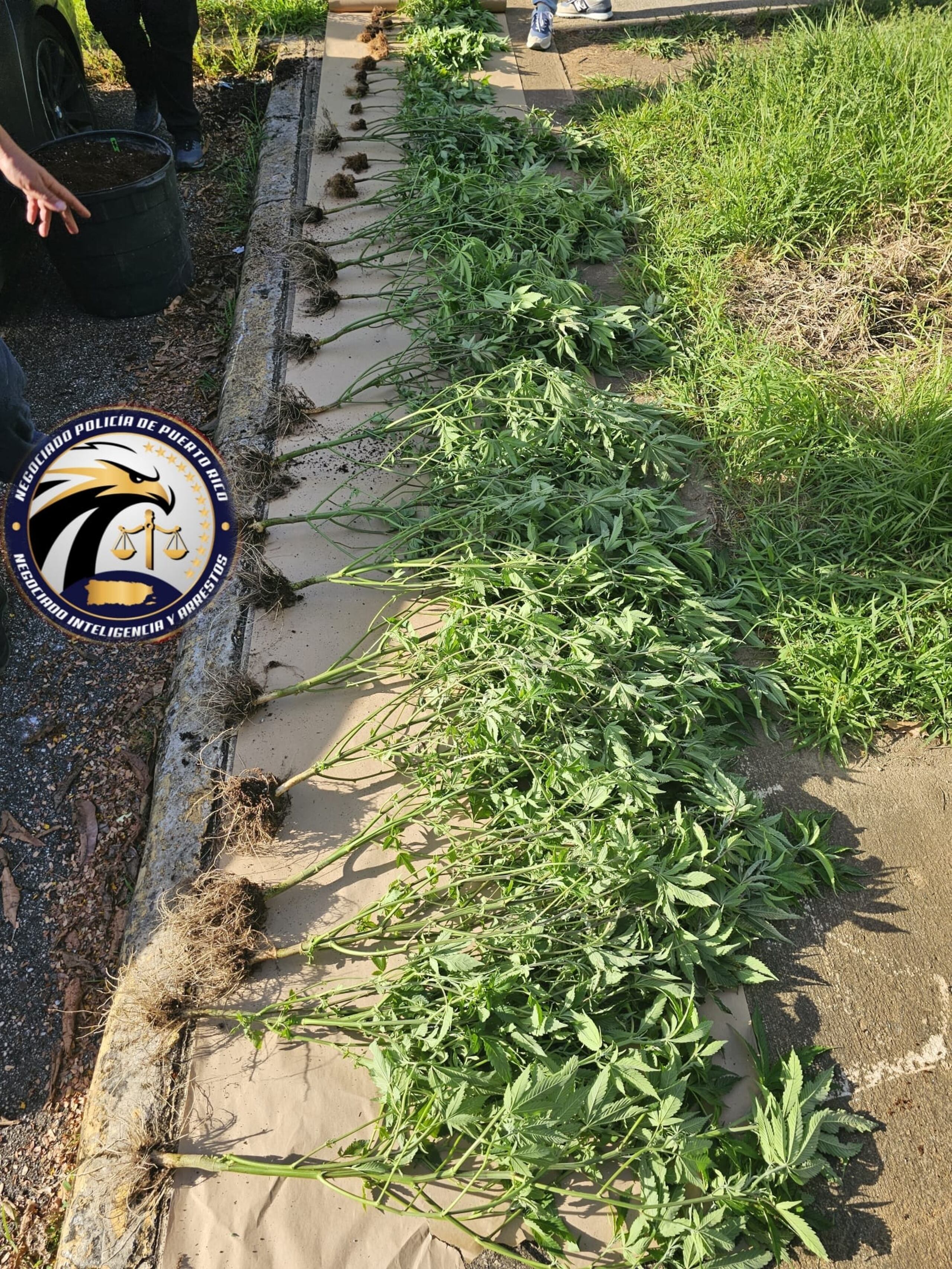 Marihuana ocupada en una residencia de la urbanización Rosaleda en Toa Baja.