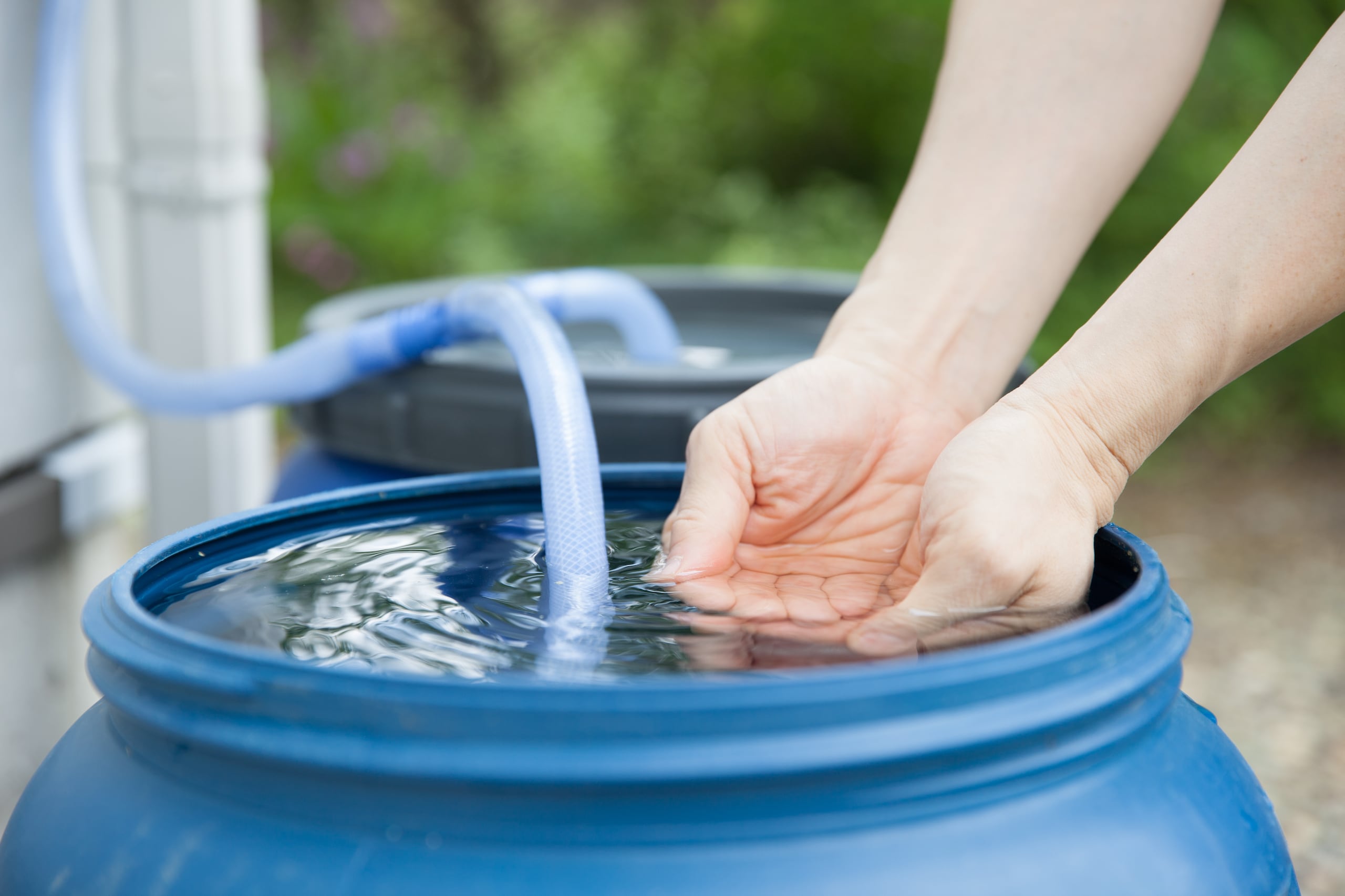 Al recolectar agua de lluvia, asegúrate de tomar las medidas para evitar la propagación de mosquitos.