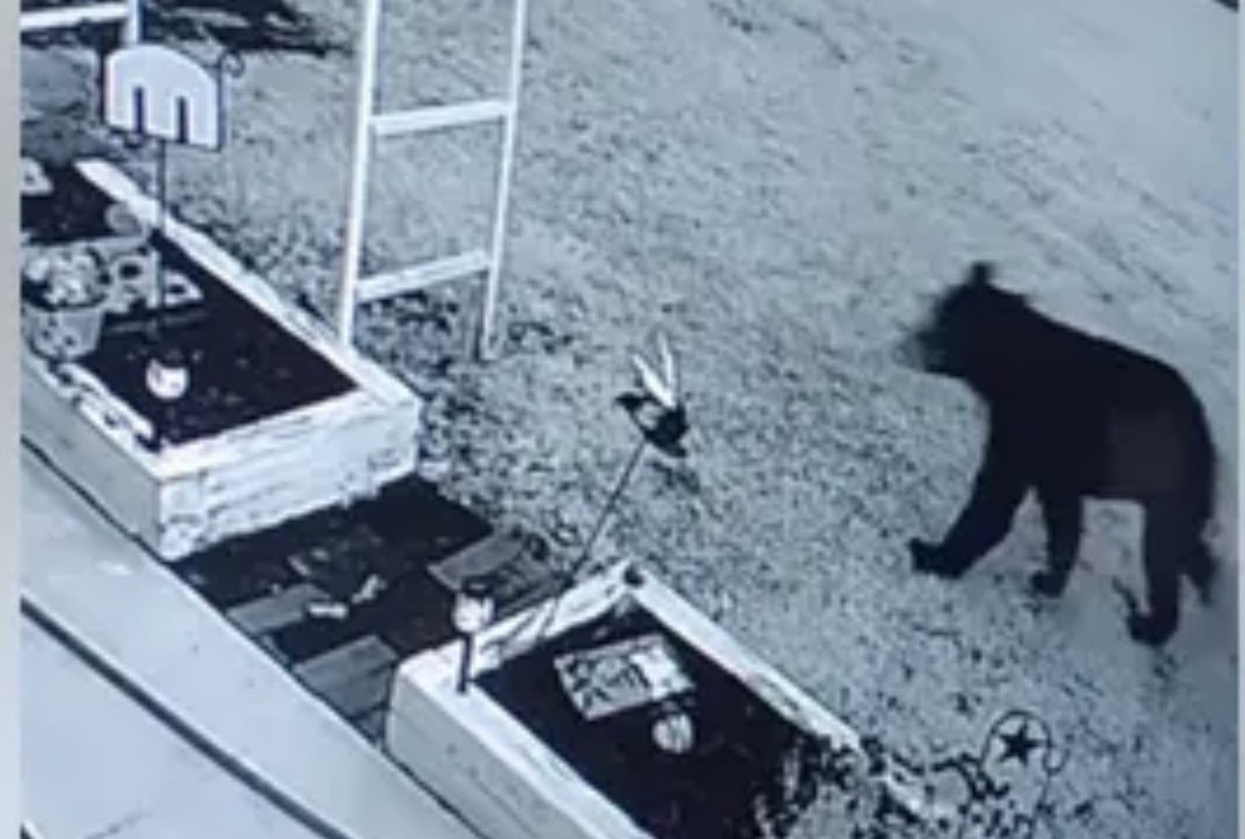 El oso mordió en la cabeza al dueño de la residencia. En la imagen, las cámaras de seguridad captaron al animal en los alrededores de la casa.