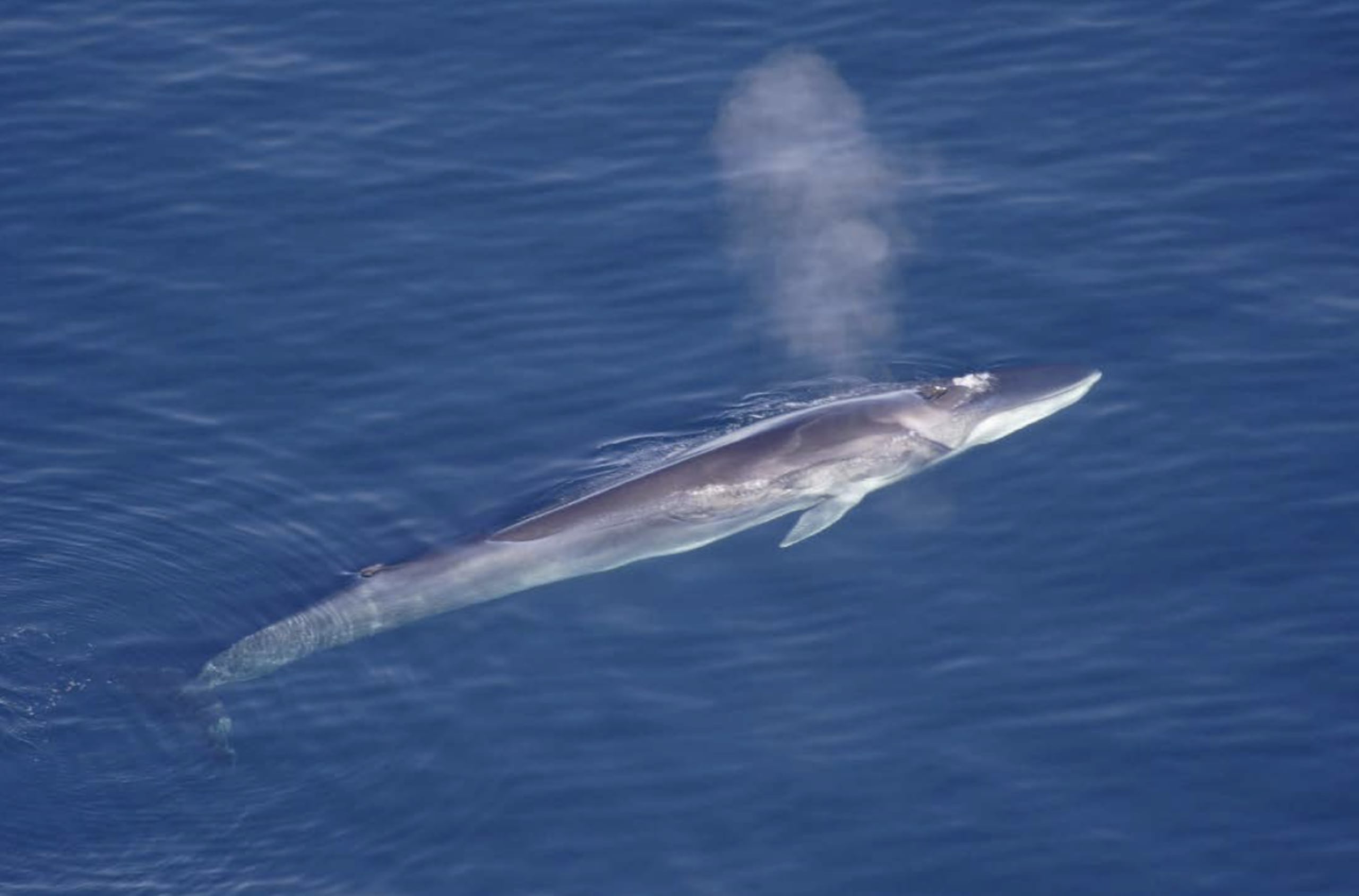 La ballena rorcual es la segunda mas grande y la más rápida.