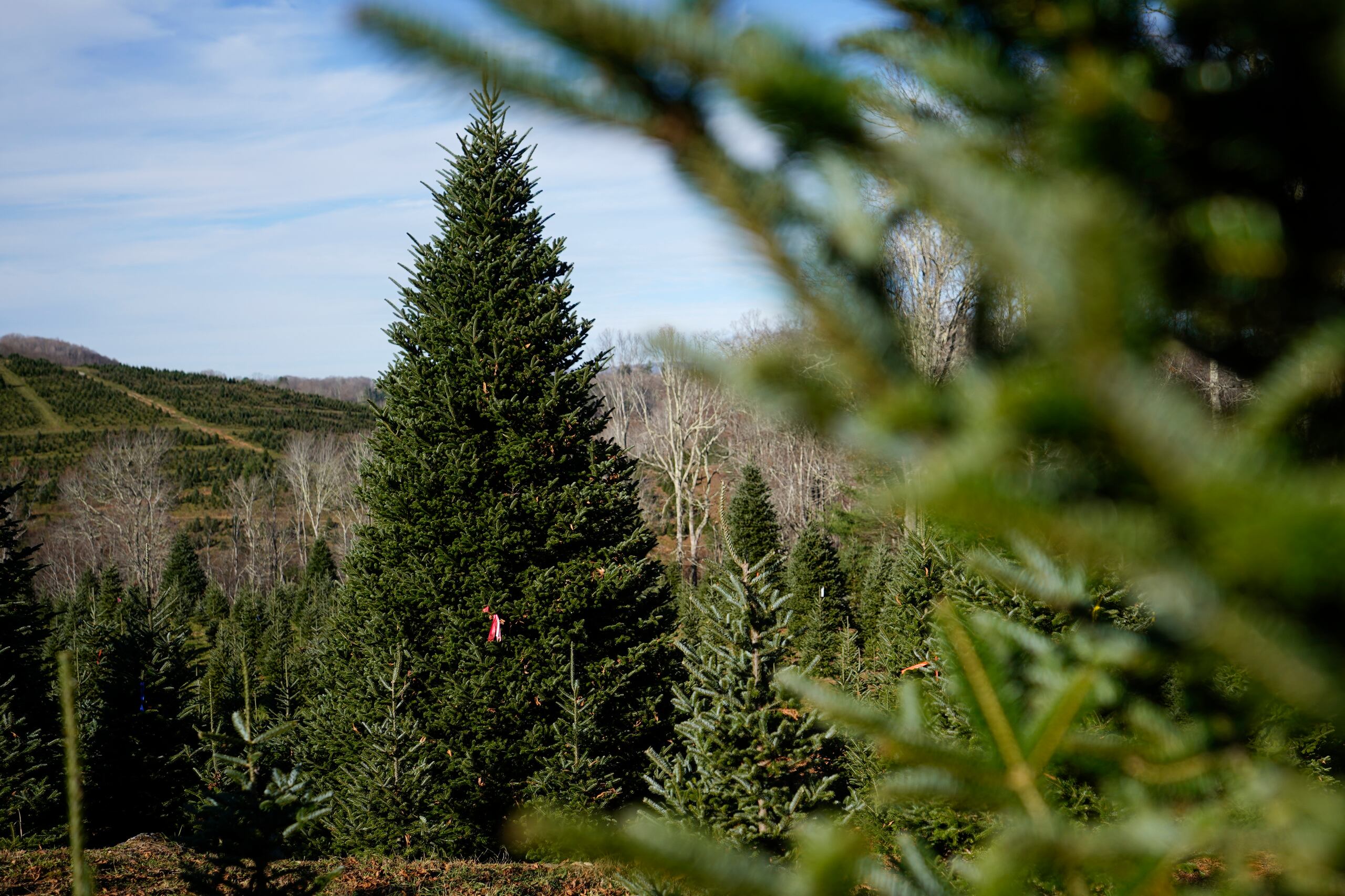 El árbol de Navidad oficial de la Casa Blanca, un abeto Fraser de 20 pies, se observa en la Granja de Árboles de Navidad Cartner, el miércoles 13 de noviembre de 2024, en Newland, Carolina del Norte. (Foto AP/Erik Verduzco)