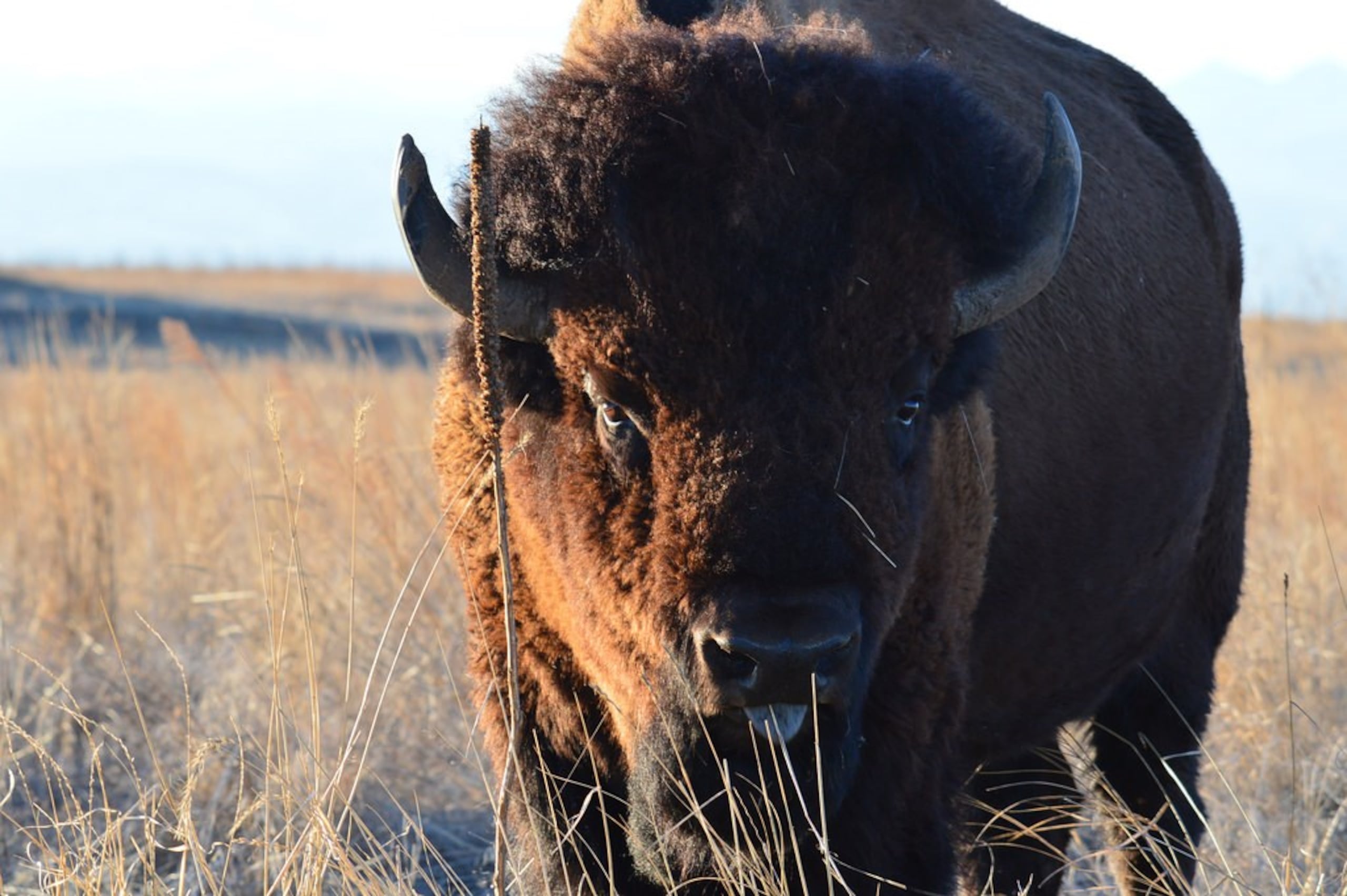 El bisonte en EE.UU. estuvo a punto de extinguirse, bajando su población de cerca de 100 millones a 300 ejemplares. (USFWS)