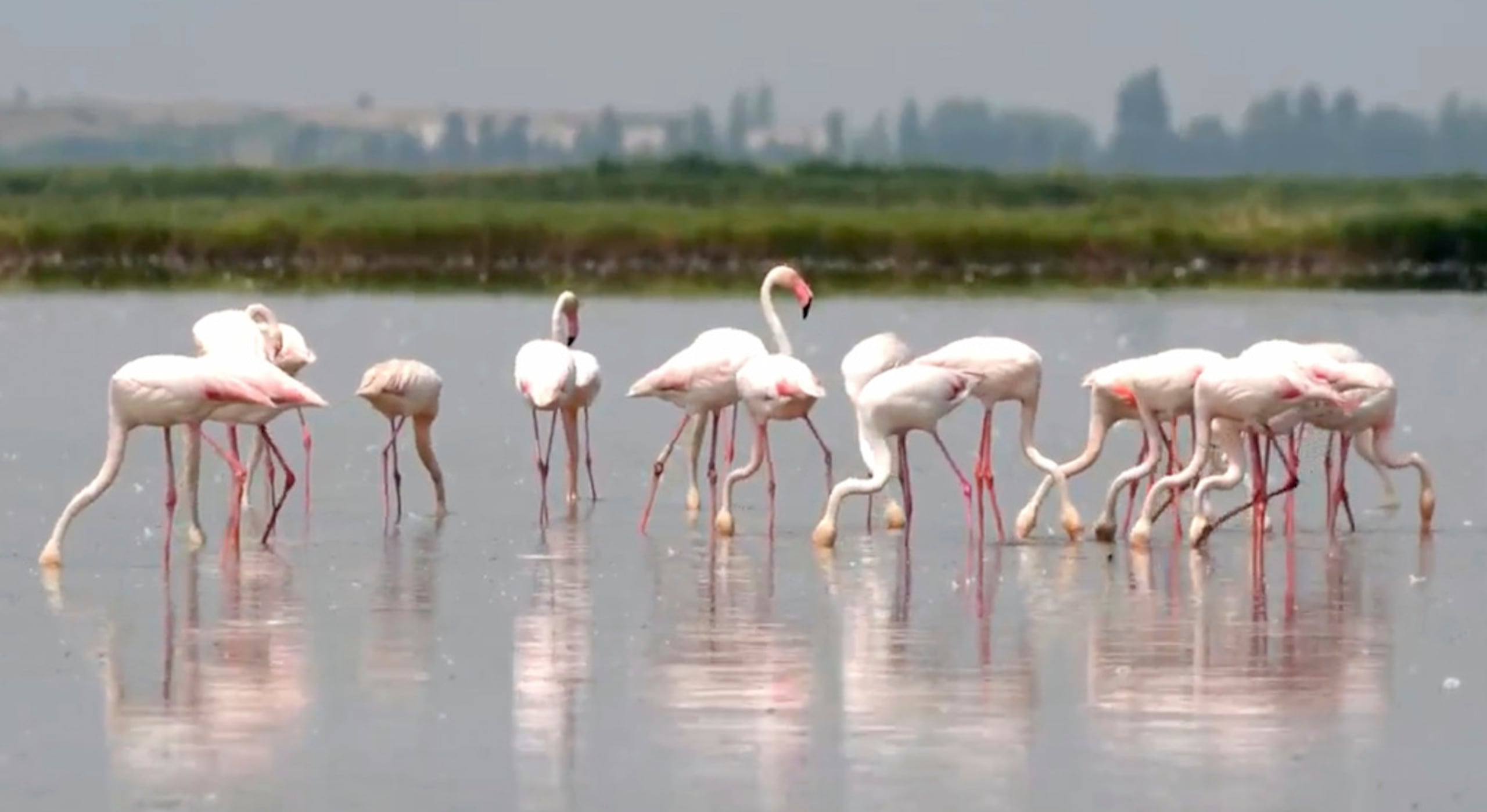 Una bandada de flamencos se ve en un campo inundado que produce arroz para risotto, en Jolanda Di Savoia, Italia, el 11 de junio de 2025.