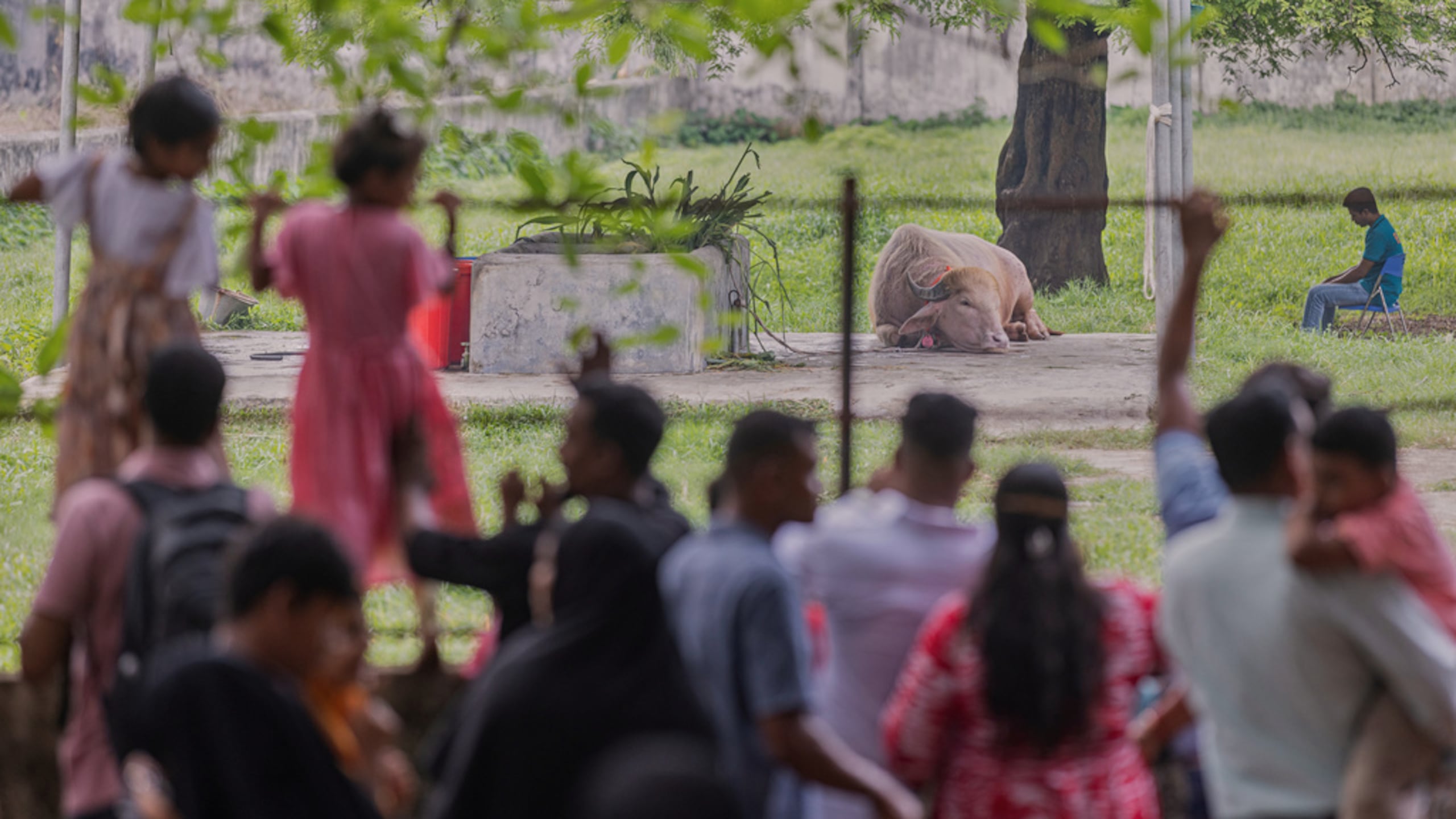 Los visitantes observan con cariño a un raro búfalo albino, apodado en honor a Donald Trump por su distintivo mechón rubio, que se mantiene en un recinto del zoológico nacional, en Daca, Bangladés, el viernes 29 de mayo de 2026.