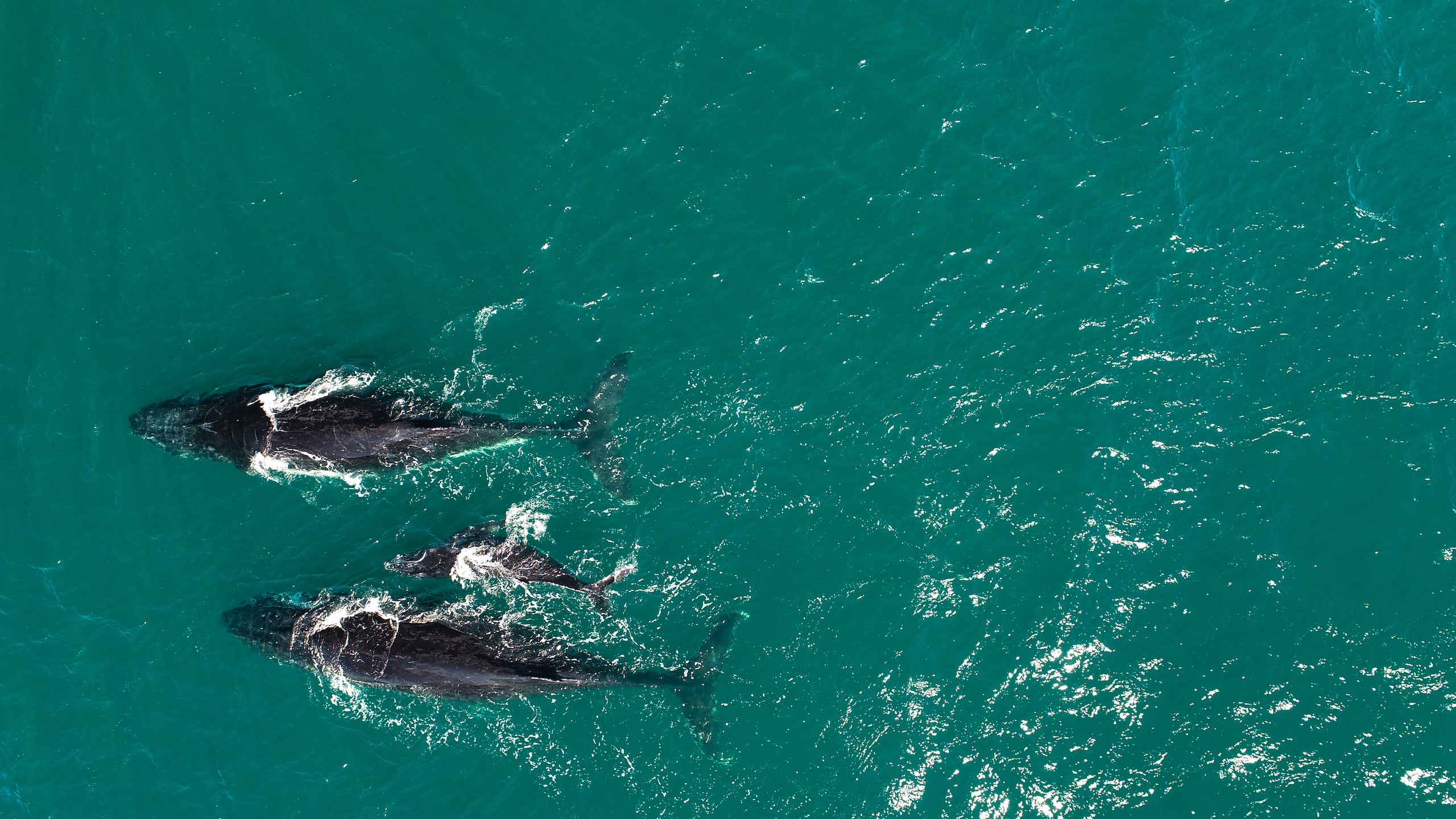 Las ballenas jorobadas que migran anualmente por la costa este de Australia fueron más felices durante el primer año de la pandemia del COVID-19, cuando el país oceánico aplicó estrictas medidas de confinamiento a su población, reveló un estudio científico publicado este viernes. La investigación realizada por científicos de la Universidad de Queensland se apoyó en imágenes tomadas por drones y las muestras de grasa extraídas de varios ejemplares de ballenas jorobadas que transitaron en las aguas cercanas a la Isla North Stradbroke, a unos 100 kilómetros del sur de la ciudad de Brisbane. En la imagen, dos ballenas adultas y su cría en la costa este de Australia. (EFE/University of Queensland/Jake Linsky/SOLO USO EDITORIAL/SOLO DISPONIBLE PARA ILUSTRAR LA NOTICIA QUE ACOMPAÑA CRÉDITO OBLIGATORIO)