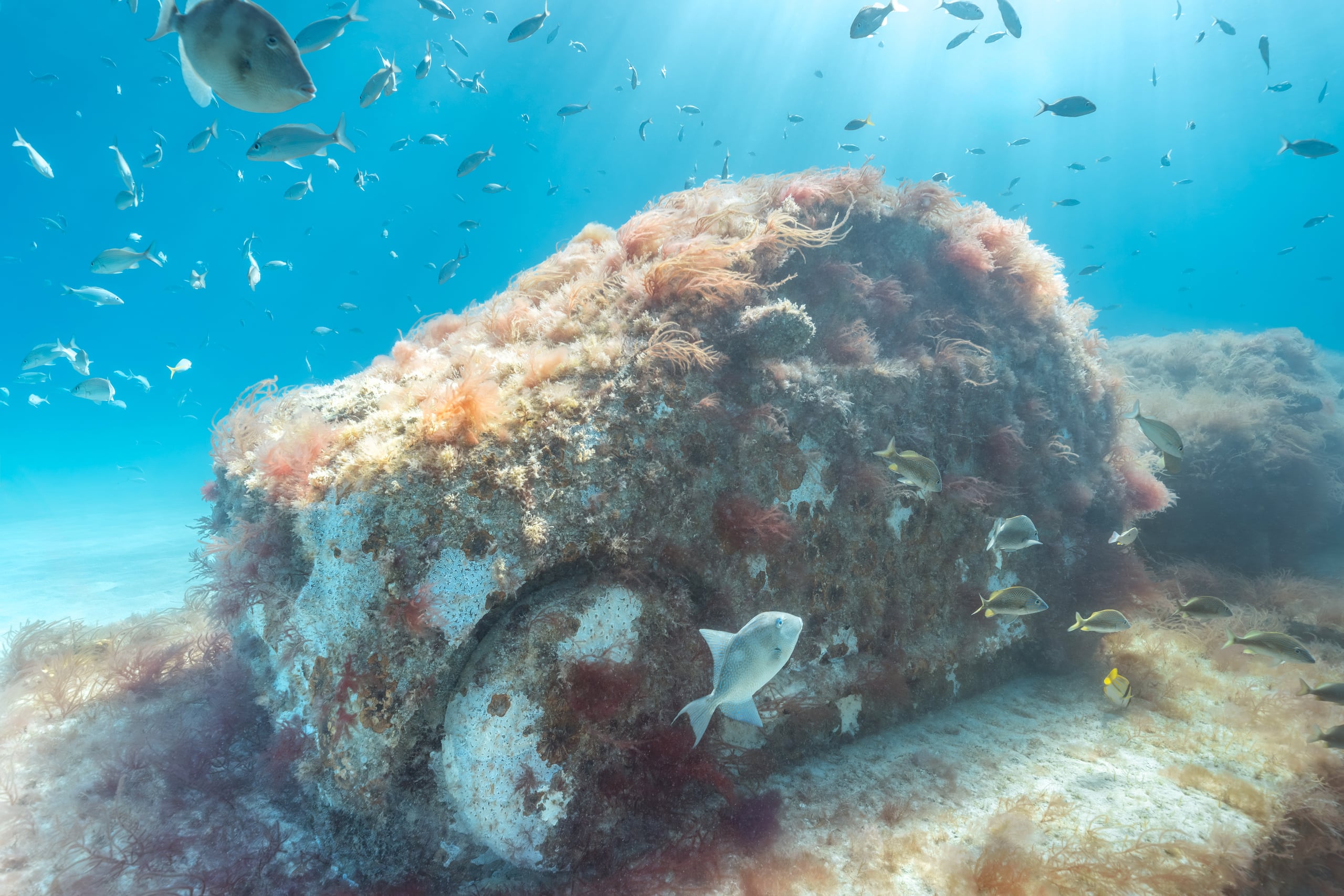Fotografía cedida por Reefline que muestra uno de los coches de hormigón que forma parte de una especie de autopista marina que se encuentra a poco más de seis metros de profundidad, en las aguas de Miami Beach (Estados Unidos). EFE/Nola Schoder/Reefline /SOLO USO EDITORIAL /NO VENTAS /SOLO DISPONIBLE PARA ILUSTRAR LA NOTICIA QUE ACOMPAÑA /CRÉDITO OBLIGATORIO