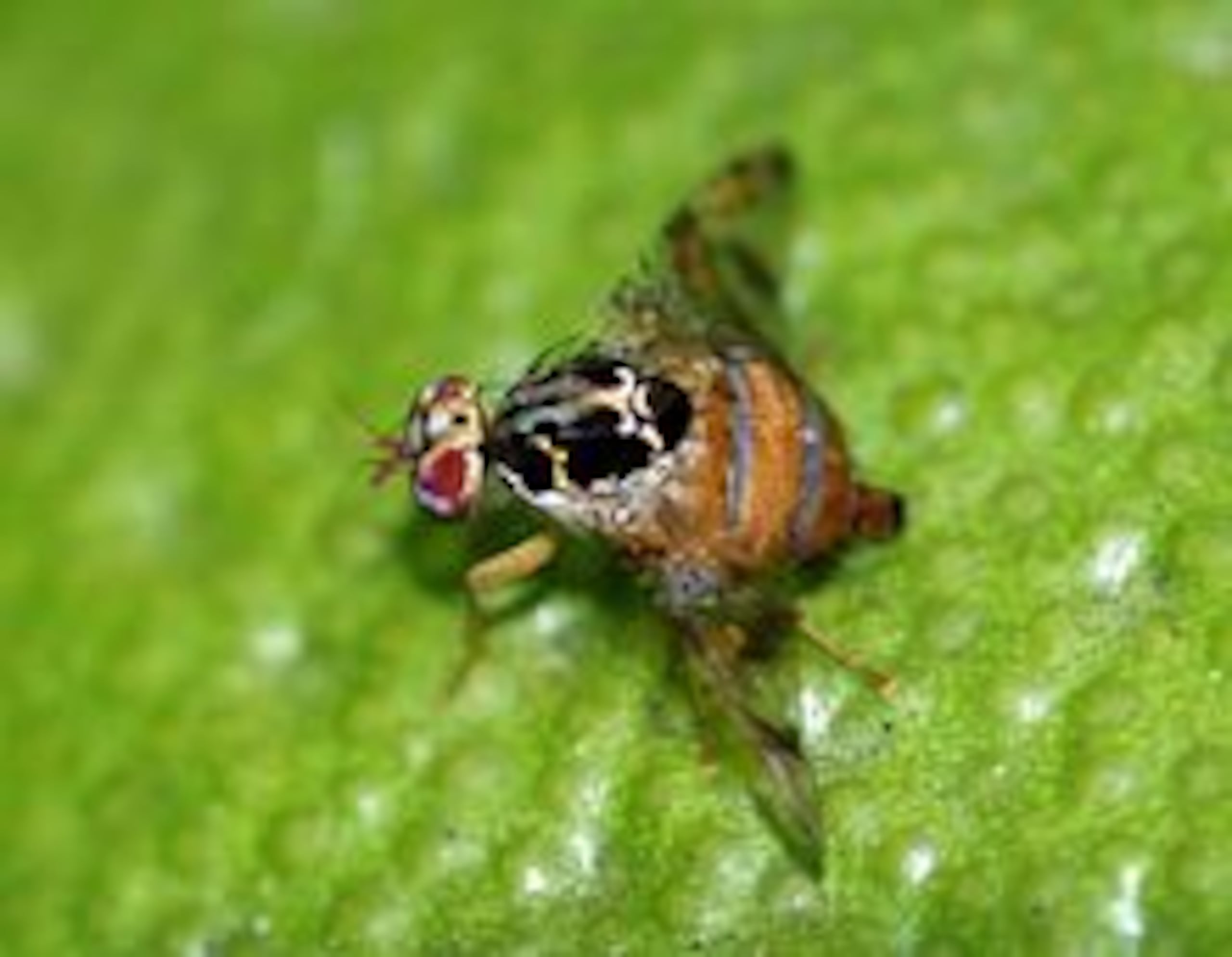 Mosca del Mediterráneo
