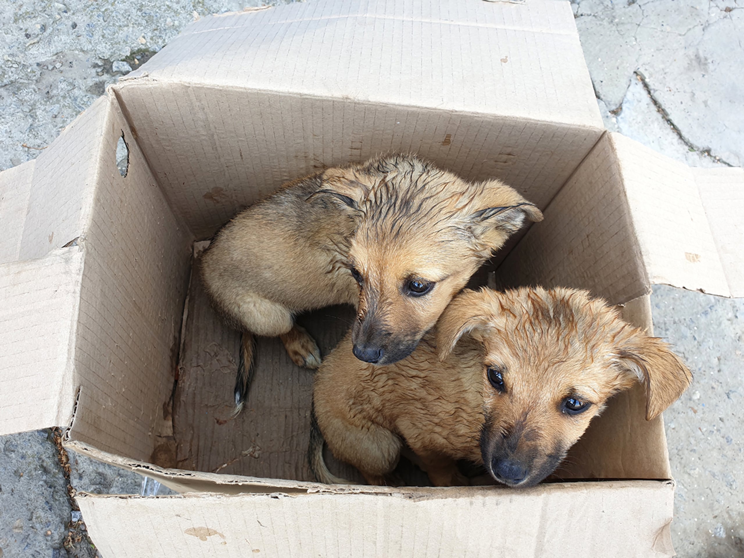 Según datos de la Human Society, 500,000 perros son mantenidos únicamente con fines de reproducción en las 10,000 granjas de animales que se estima hay en EEUU.