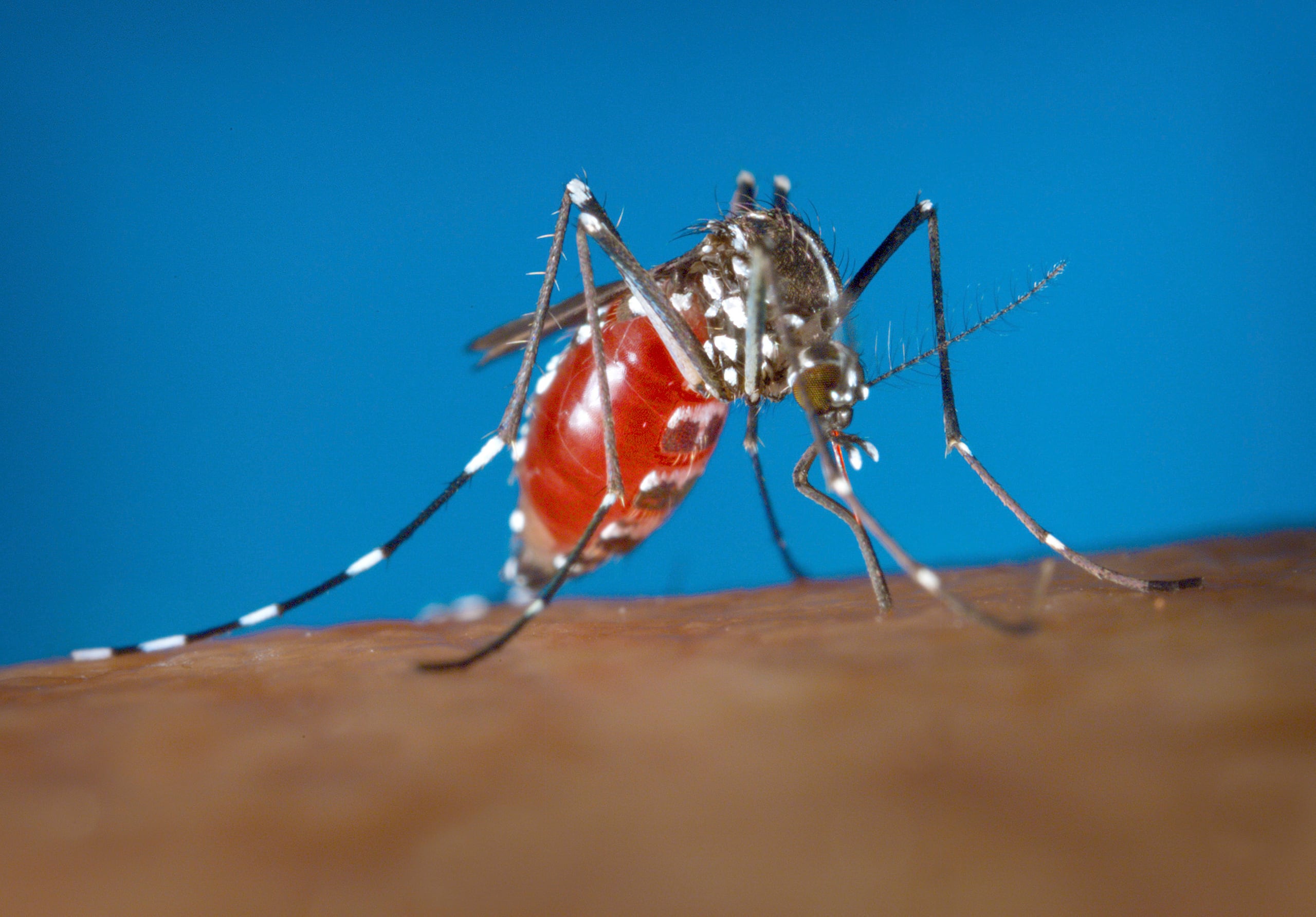 Desde 2016, un total de 65 personas trabajan en diversos proyectos para disminuir la población de mosquitos en la Unidad de Control de Vectores, un programa del fideicomiso para Ciencia, Tecnología e Investigación de Puerto Rico en un acuerdo colaborativo con los CDC.