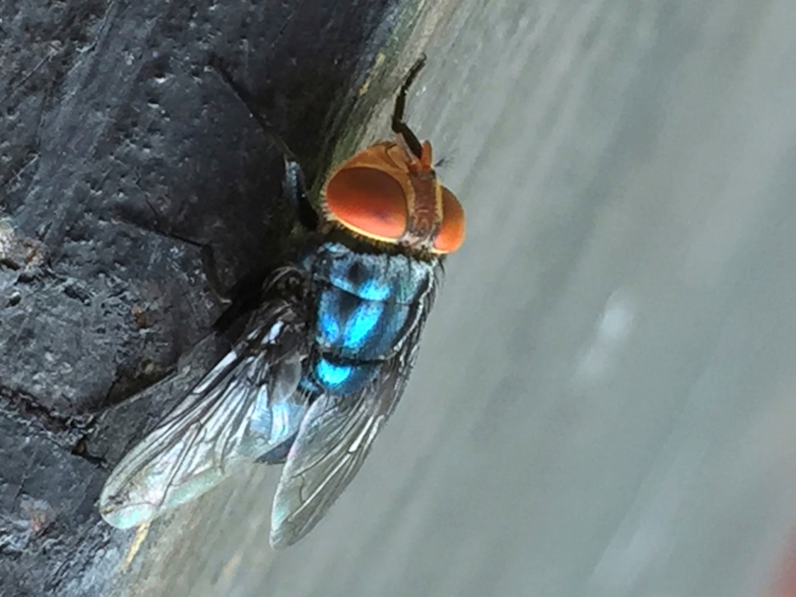 La mosca del gusano barrenador del Nuevo Mundo es una especie tropical que décadas atrás infestaba el ganado en climas cálidos del sur de Estados Unidos, pero fue contenido en Panamá hasta finales de 2024.