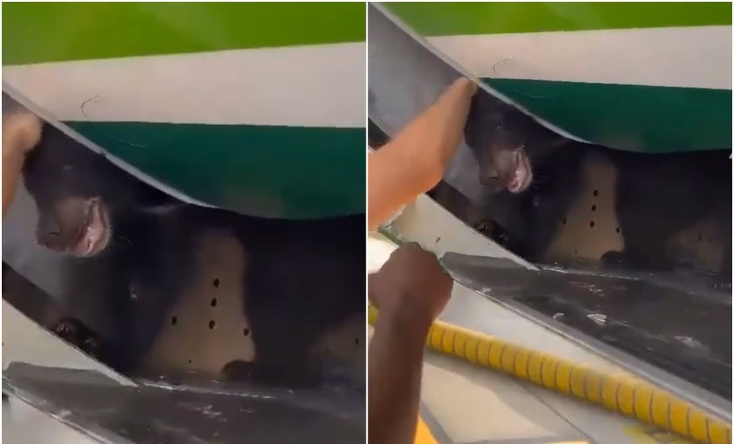 El oso escapó de su jaula.