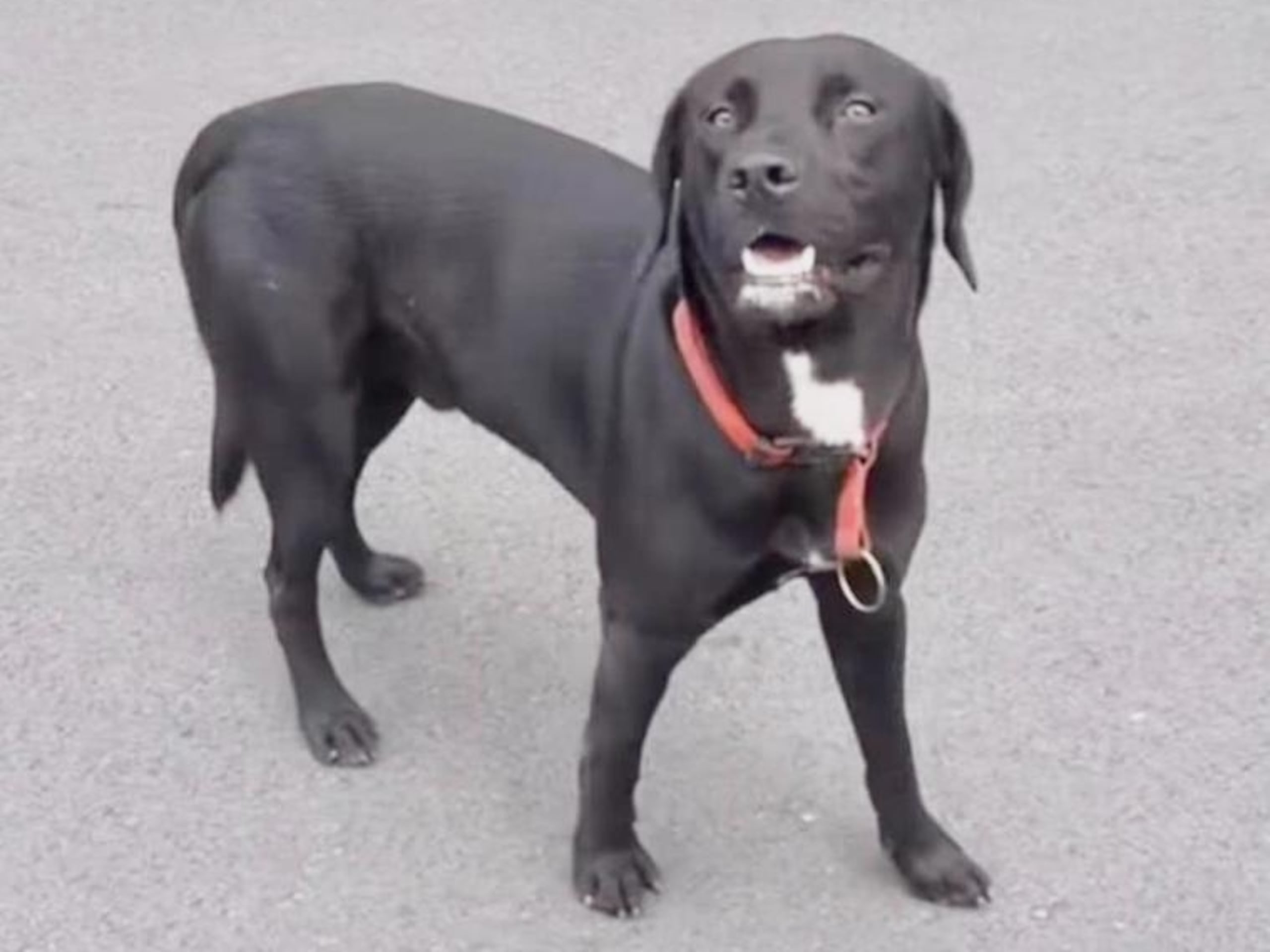 Las autoridades no encontraron durante una búsqueda en un albergue de Arecibo a Jhonny quien es la mascota del exponente urbano Luar la L.