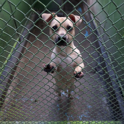FOTOS: Así se ve el renovado Centro de Protección y Adopción de Animales de San Juan