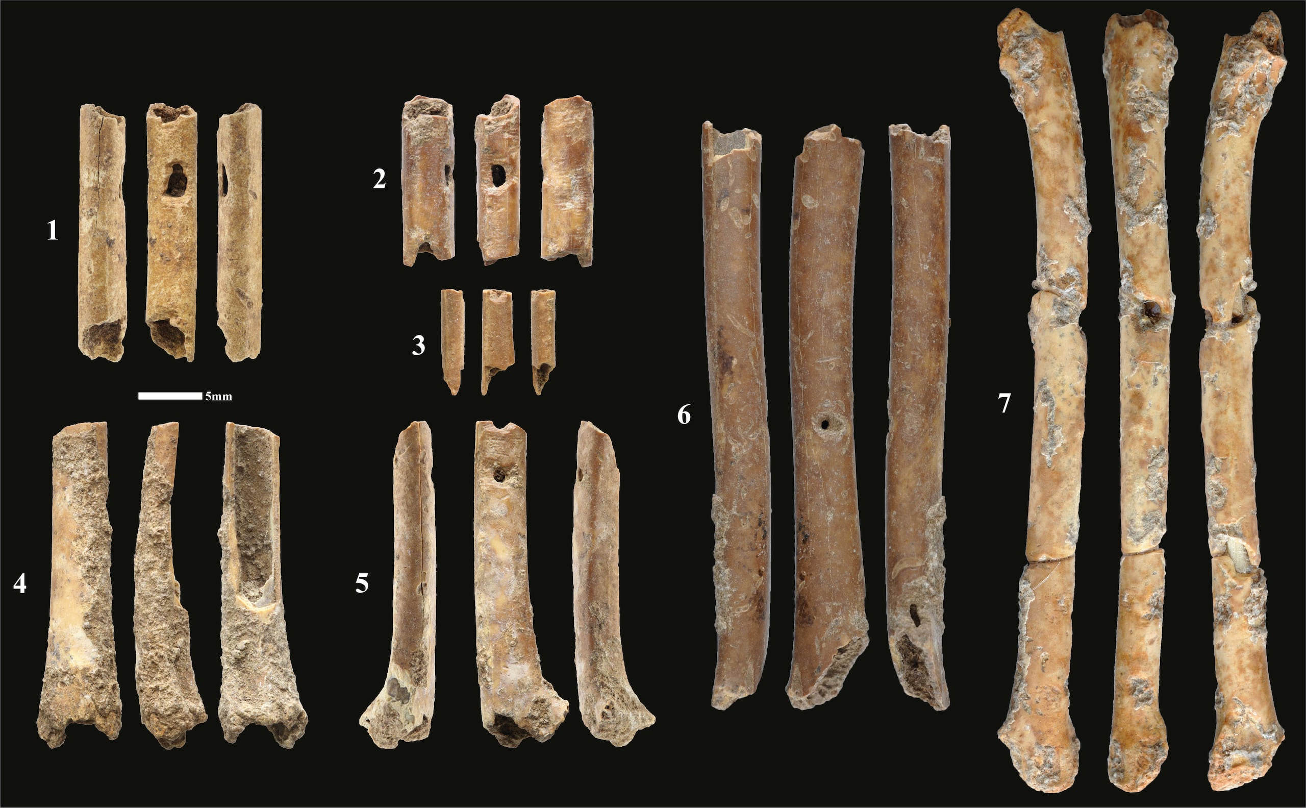 Huesos de más de 12,000 años de antigüedad que fueron encontrados en unas excavaciones al norte de Israel por un equipo de investigadores franceses e israelíes.