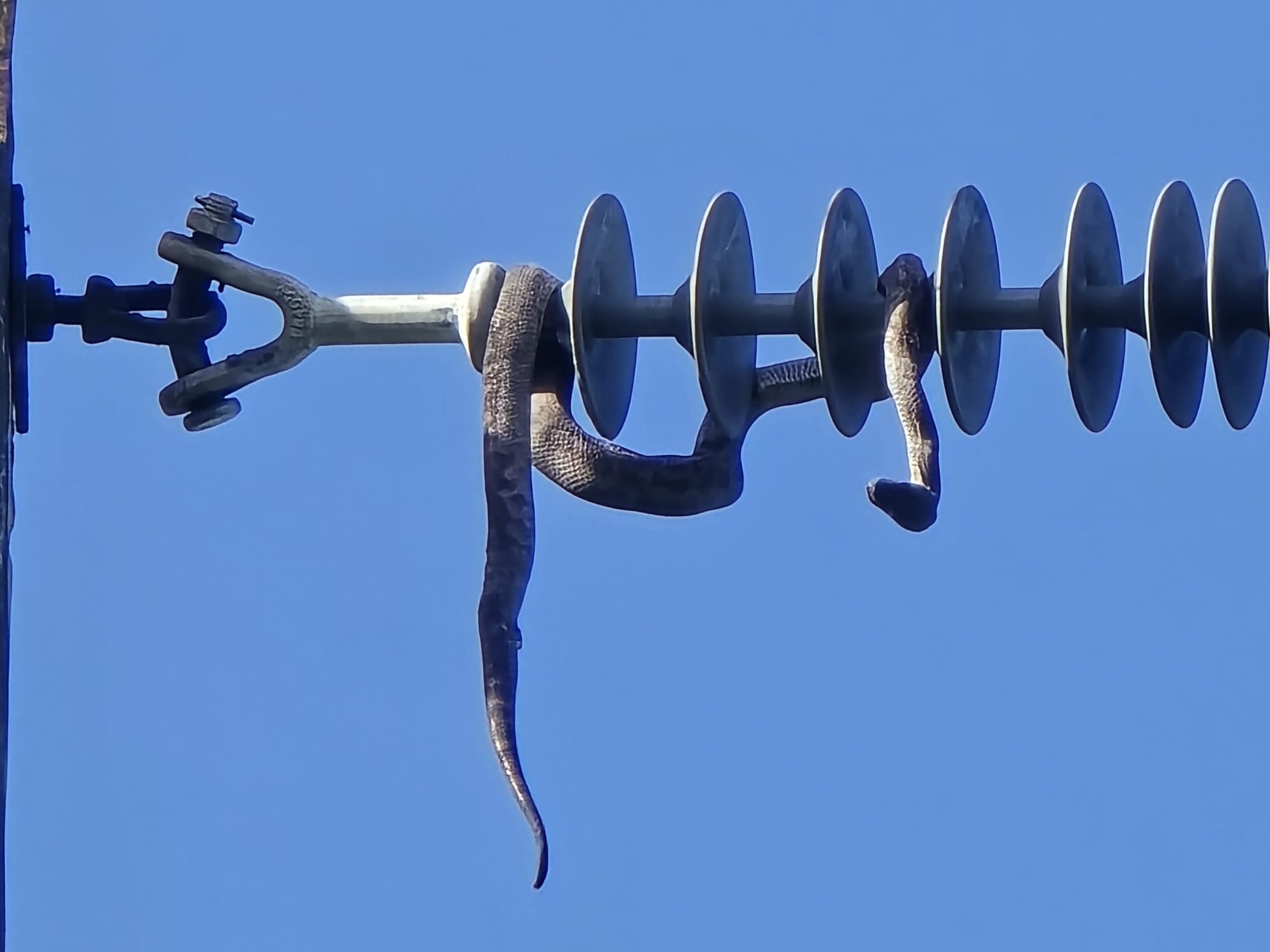 El servicio eléctrico se había reestablecido unos 15 minutos antes que se registrara la explosión atribuida al contacto del reptil con los aisladores del poste.