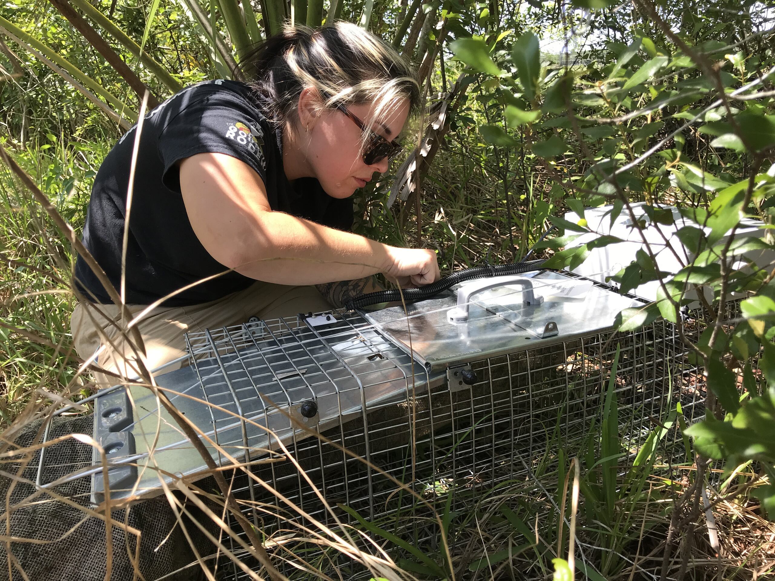 Jenna Cole, miembro del proyecto Croc Docs del Instituto de Ciencias Agrícolas y Alimentarias de la Universidad de Florida (UF/IFAS), instala una de las trampas asistida por inteligencia artificial.